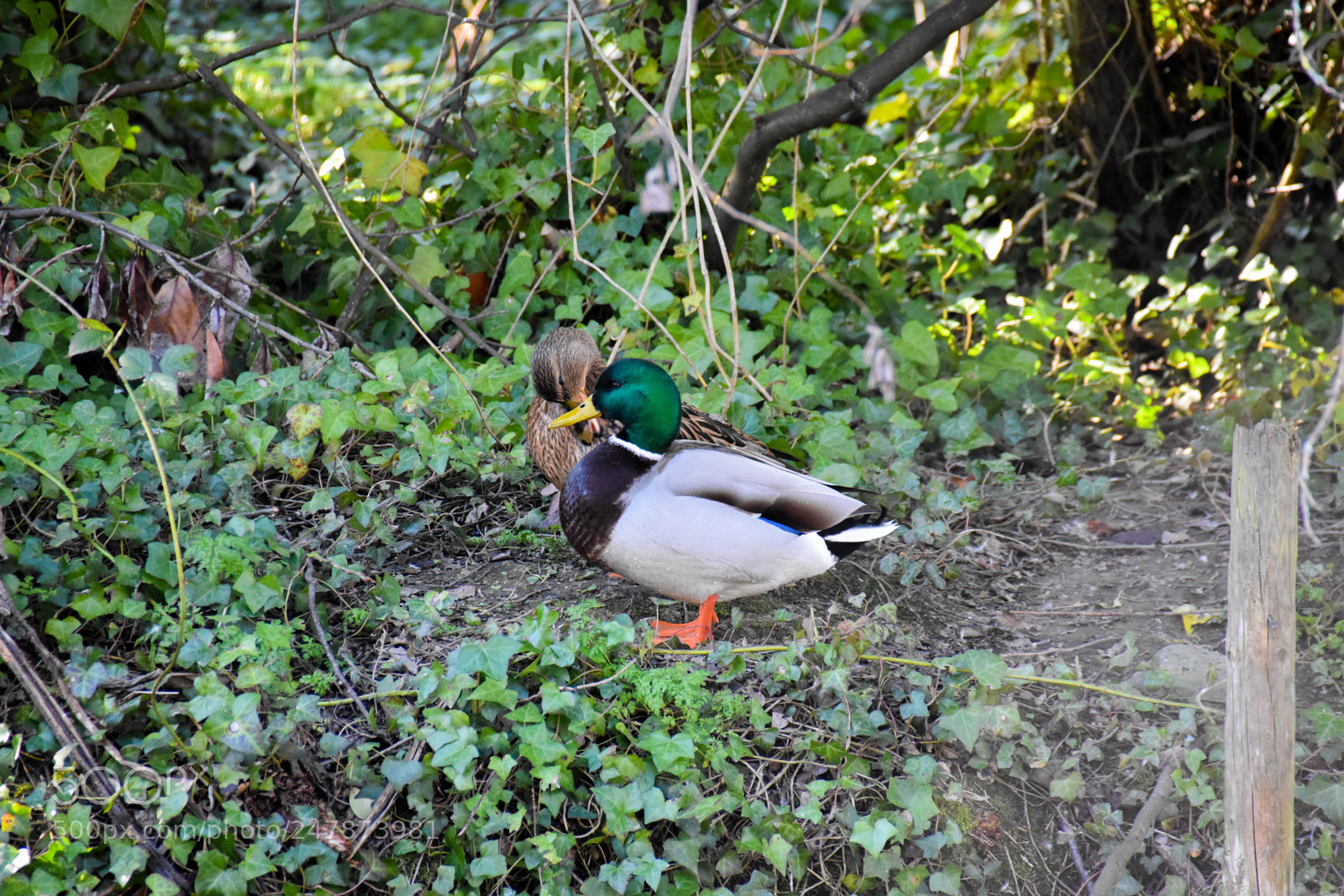 Nikon D5500 sample photo. Cute couple photography