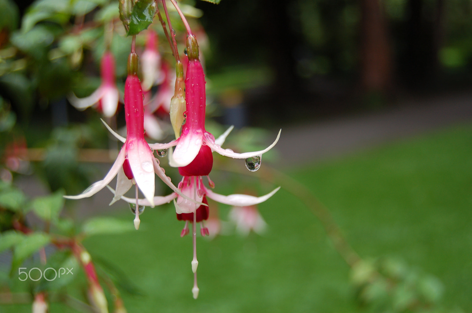 Nikon D50 sample photo. Fuchsia quite wet. (1) photography
