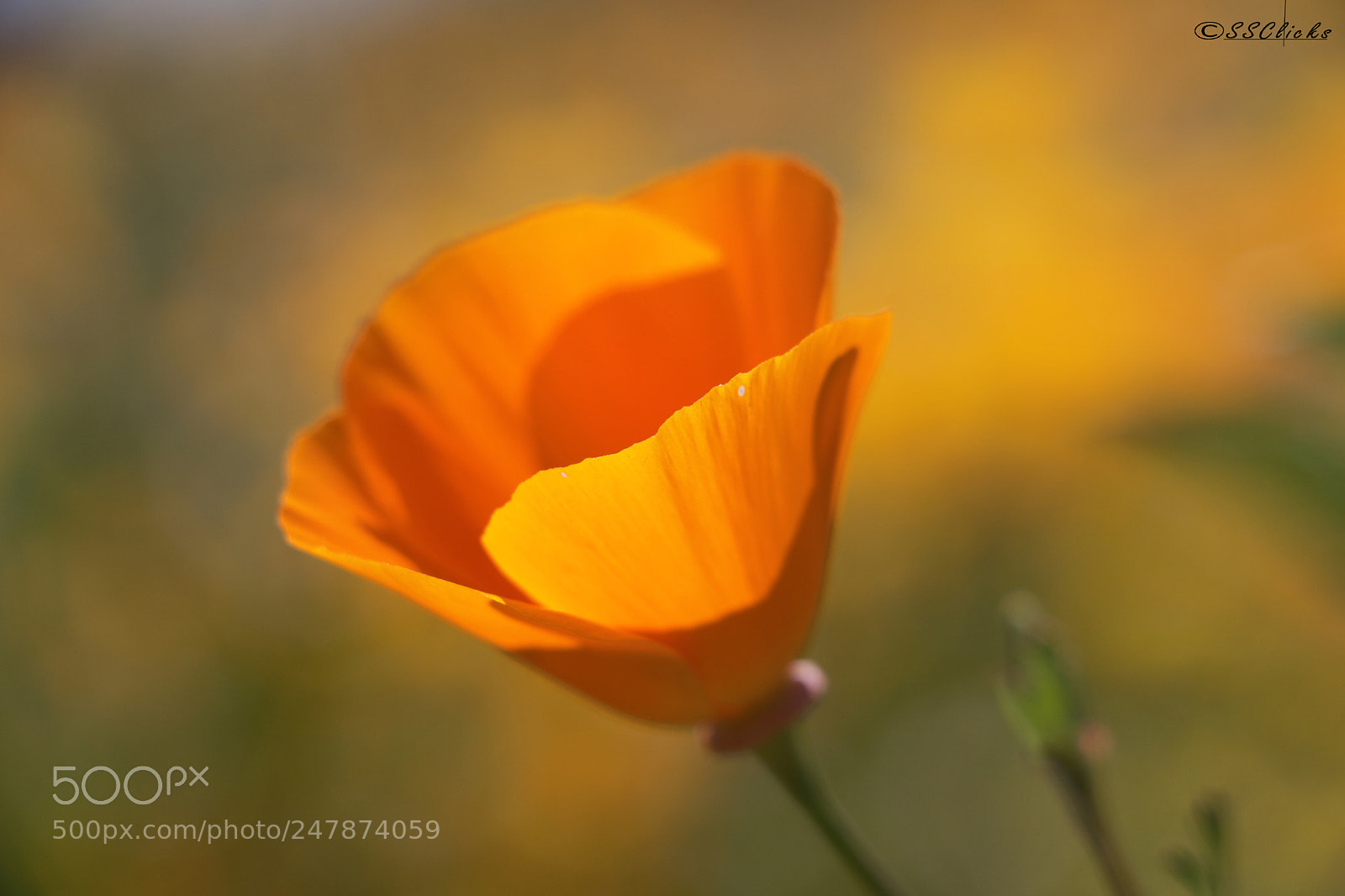 Canon EOS 760D (EOS Rebel T6s / EOS 8000D) sample photo. Poppy flower photography