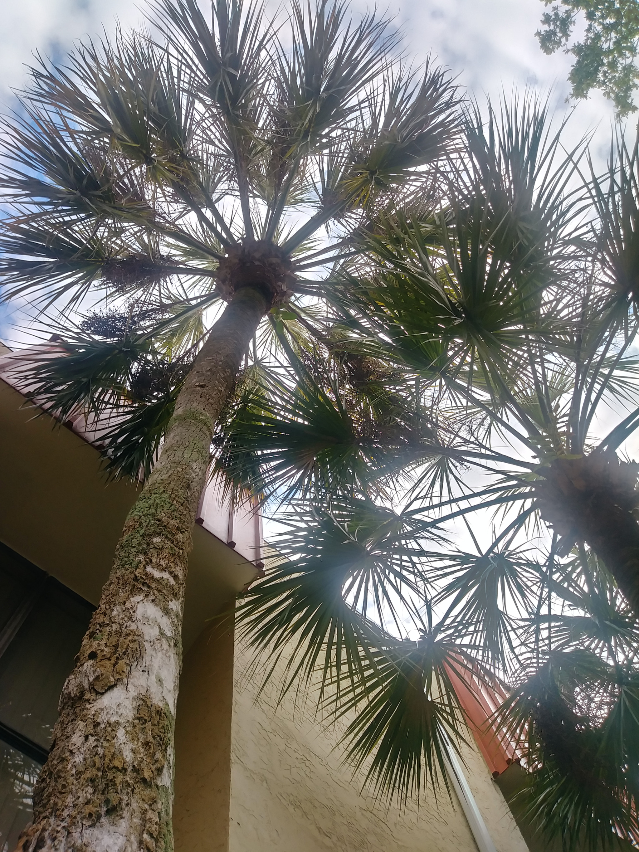 LG STYLO 3 PLUS sample photo. Palm trees photography