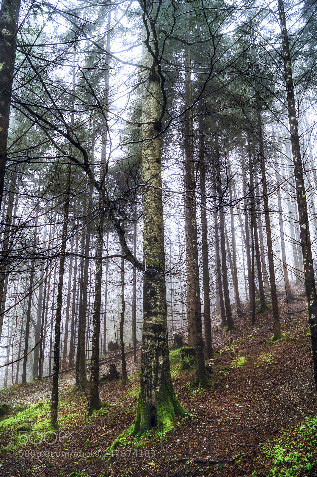 Sony ILCA-77M2 sample photo. Forest dweller photography