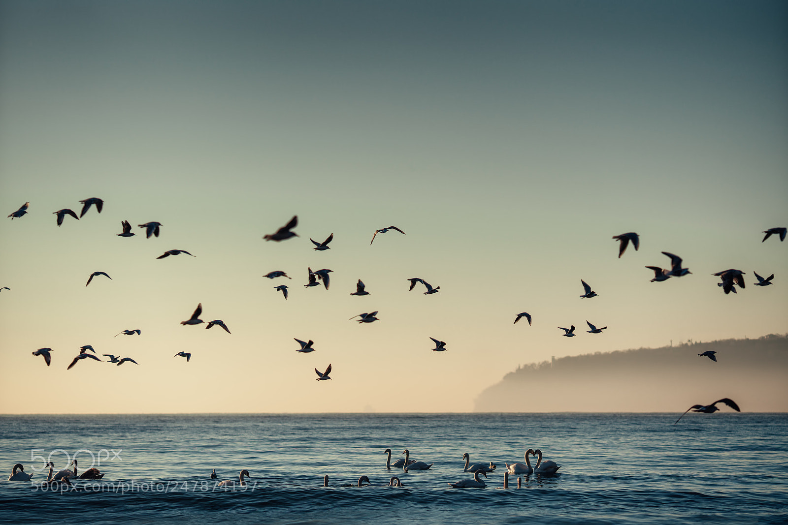 Sony a7R II sample photo. White swans in the photography