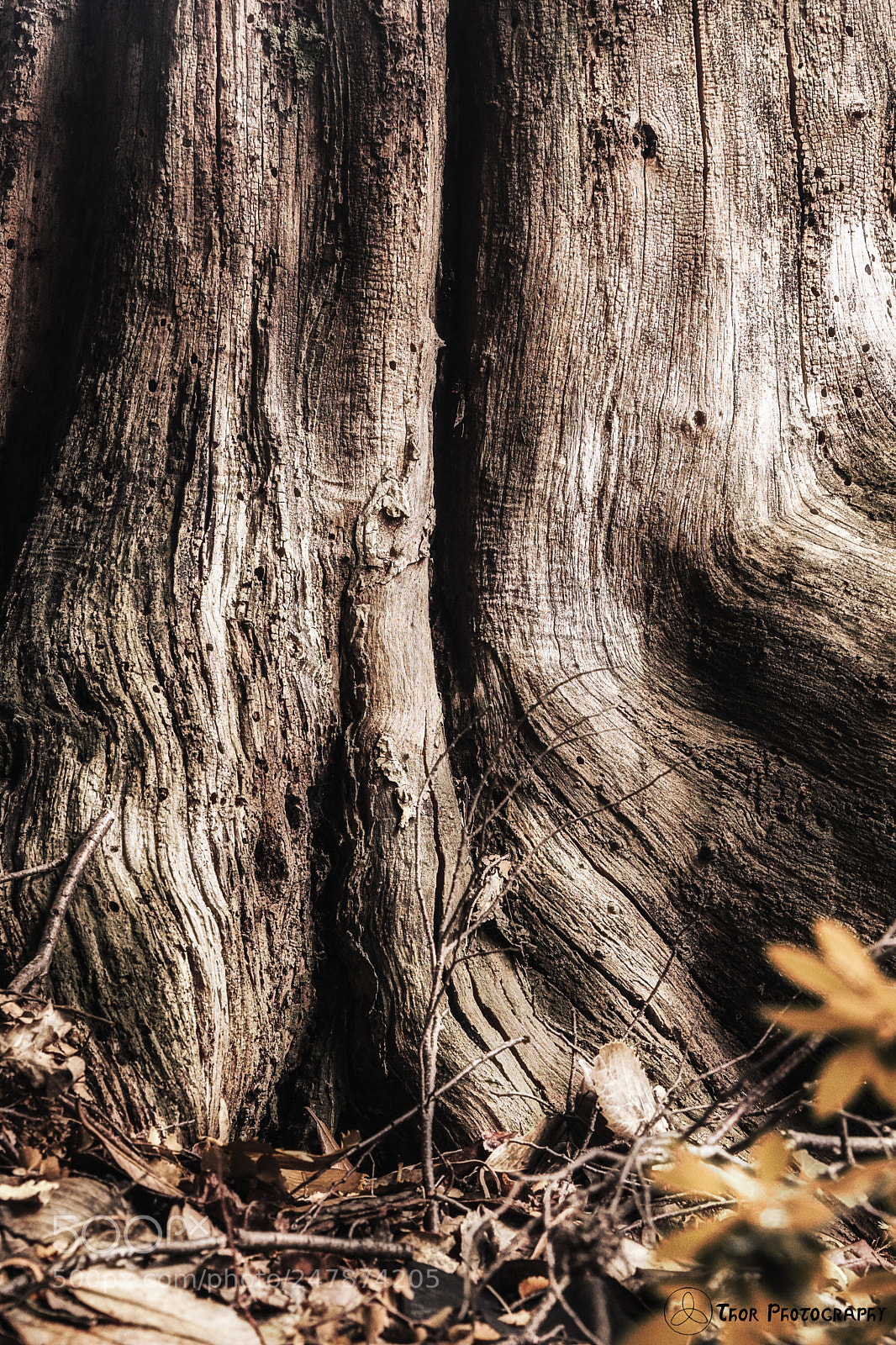 Sony ILCA-77M2 sample photo. Elder tree photography