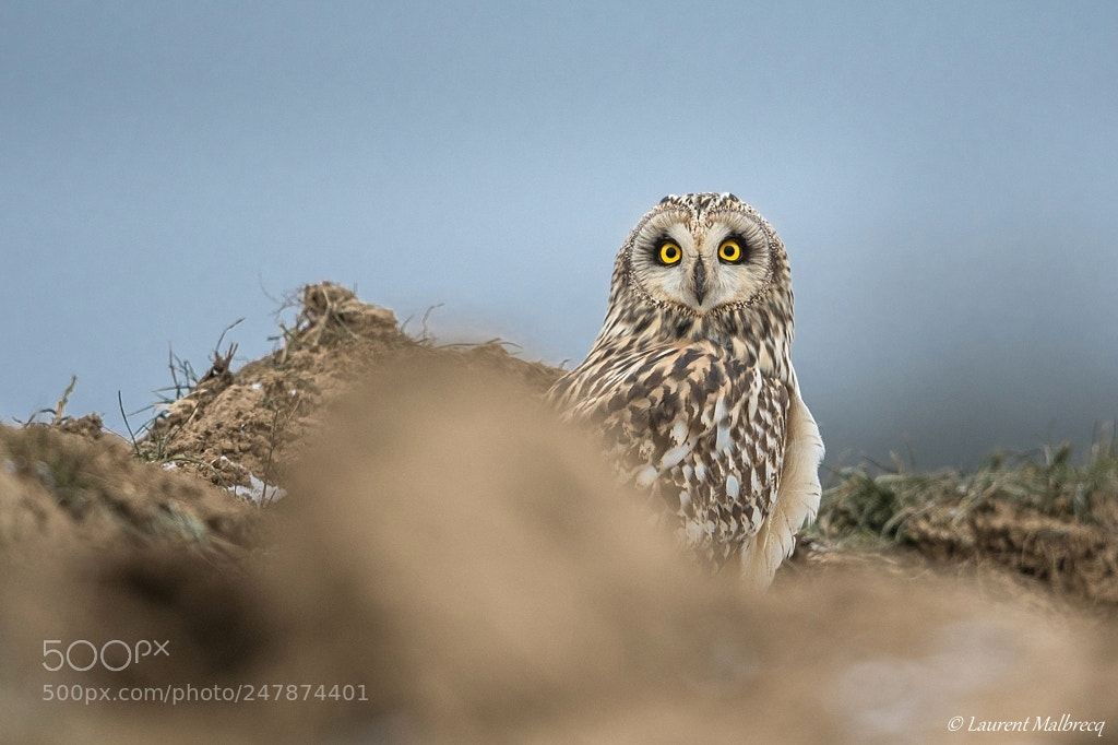 Nikon D500 sample photo. Hibou des marais photography
