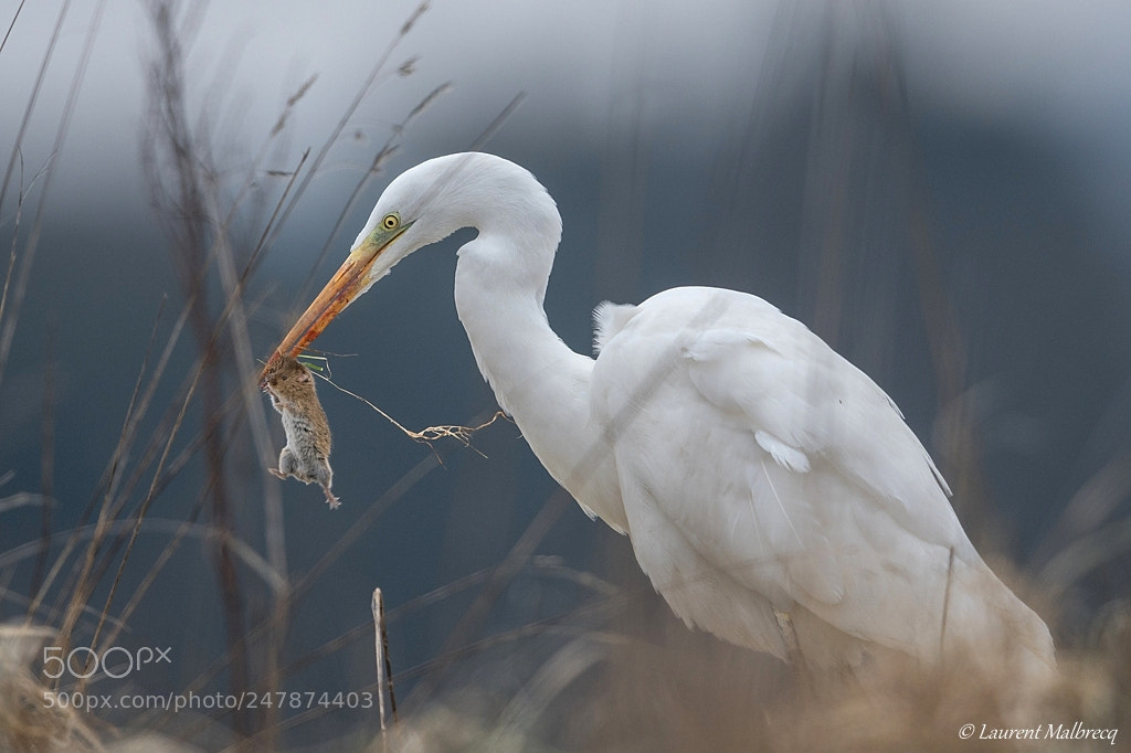 Nikon D500 sample photo. Aigrette photography
