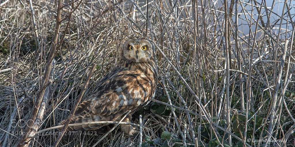 Nikon D500 sample photo. Hibou des marais photography