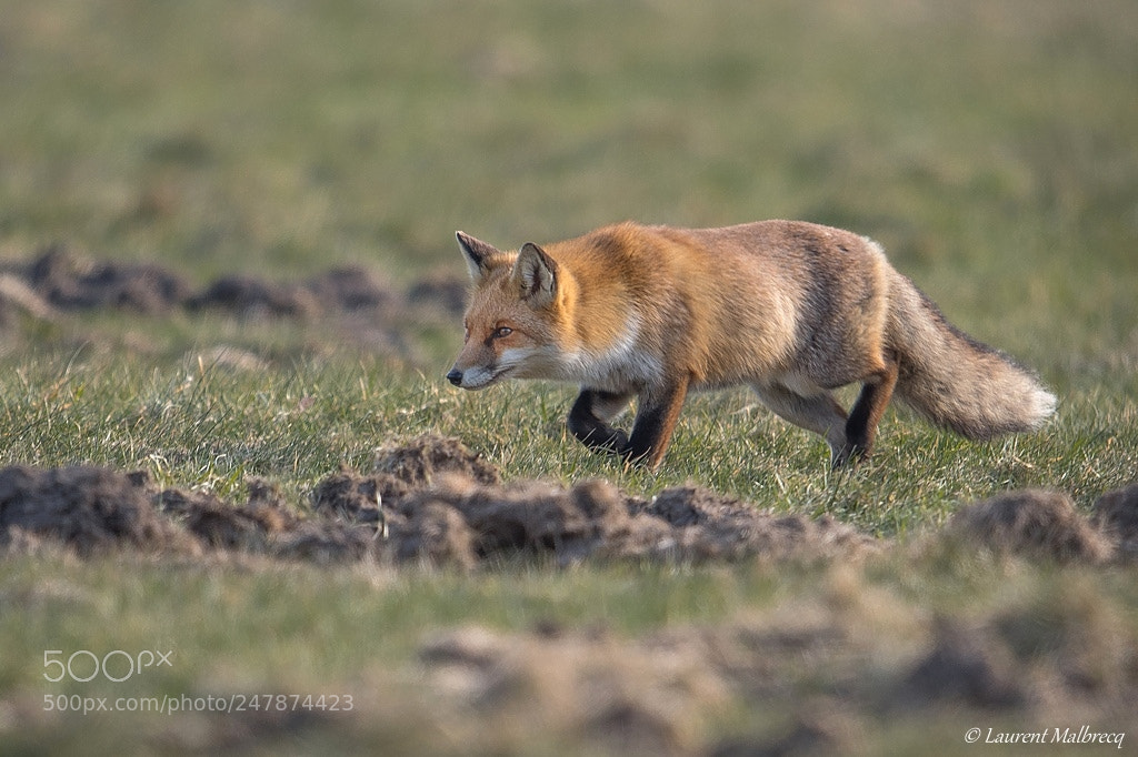 Nikon D500 sample photo. Renard photography