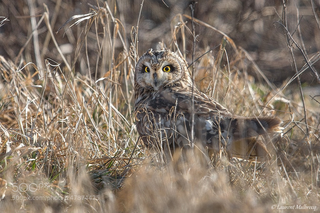 Nikon D500 sample photo. Hibou des marais photography