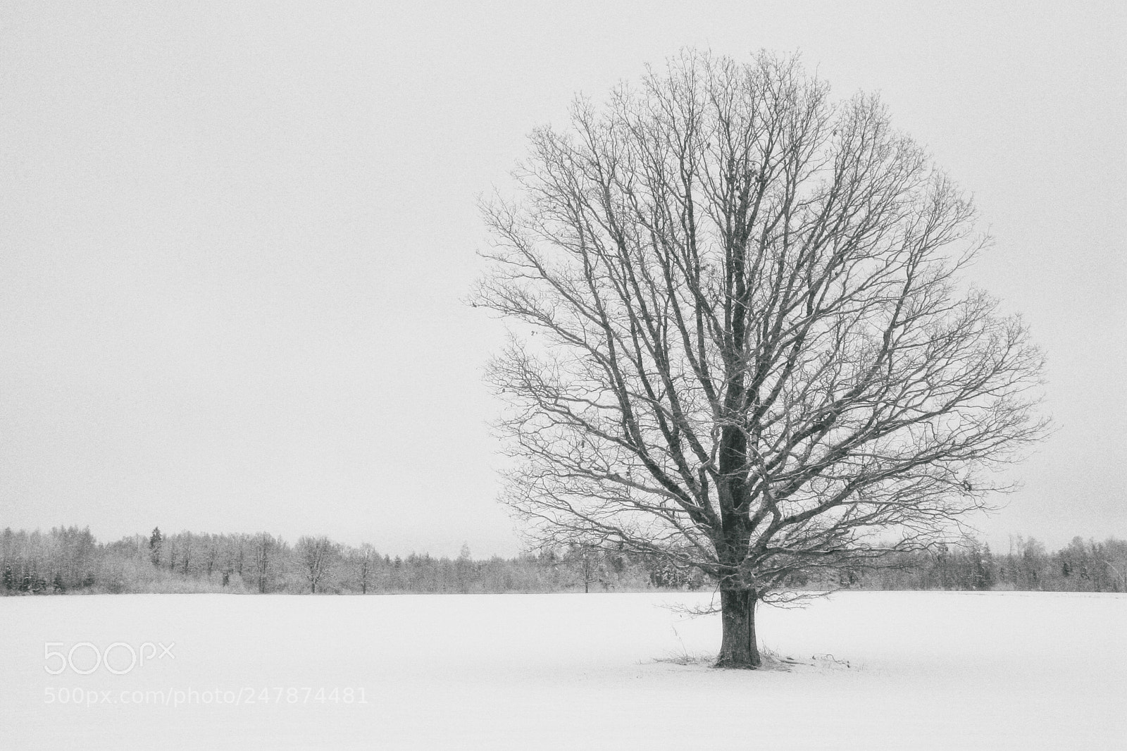 Canon EOS 20D sample photo. Snow. day without the photography