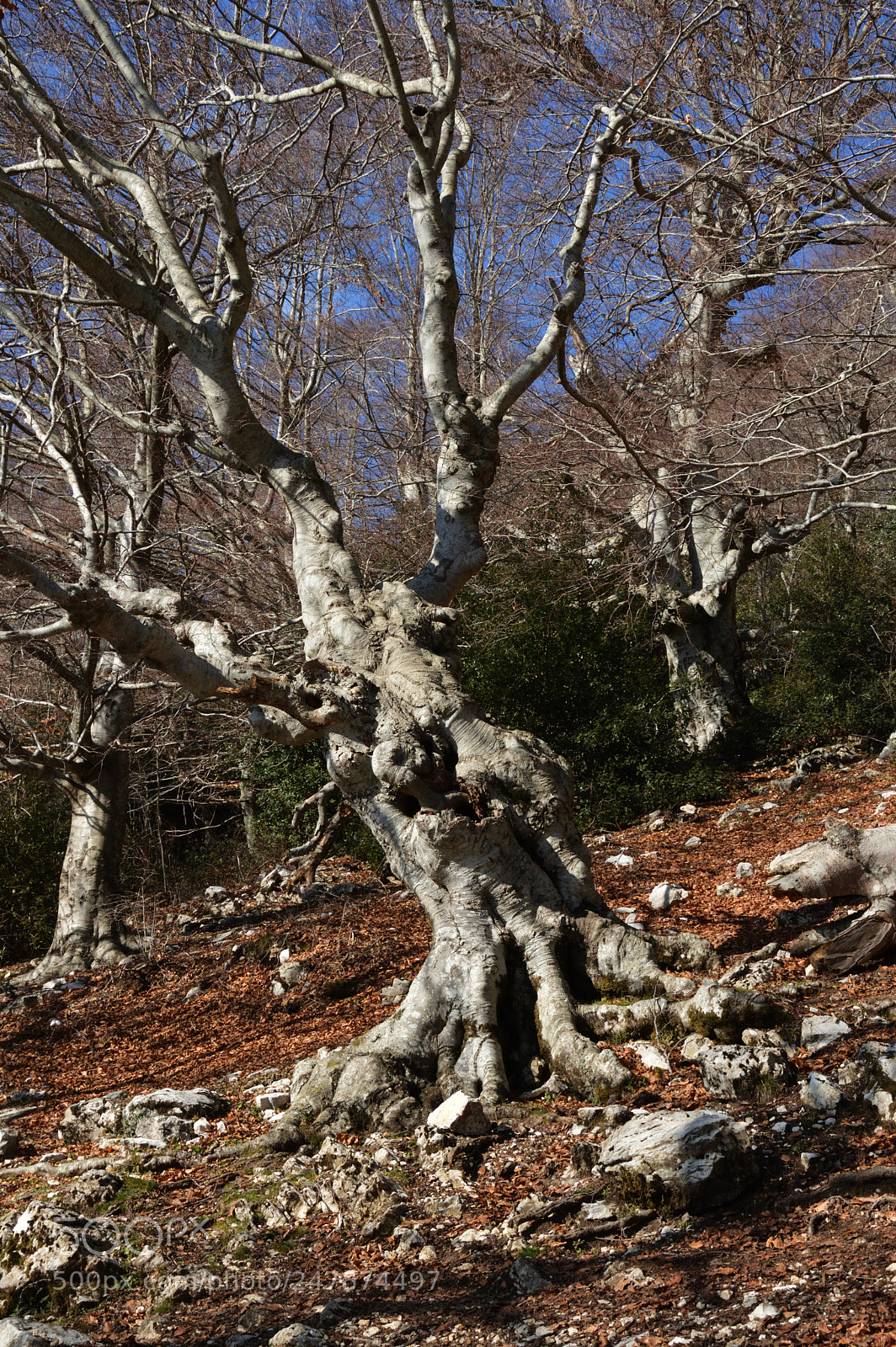 Nikon D3200 sample photo. Natural sculpture photography
