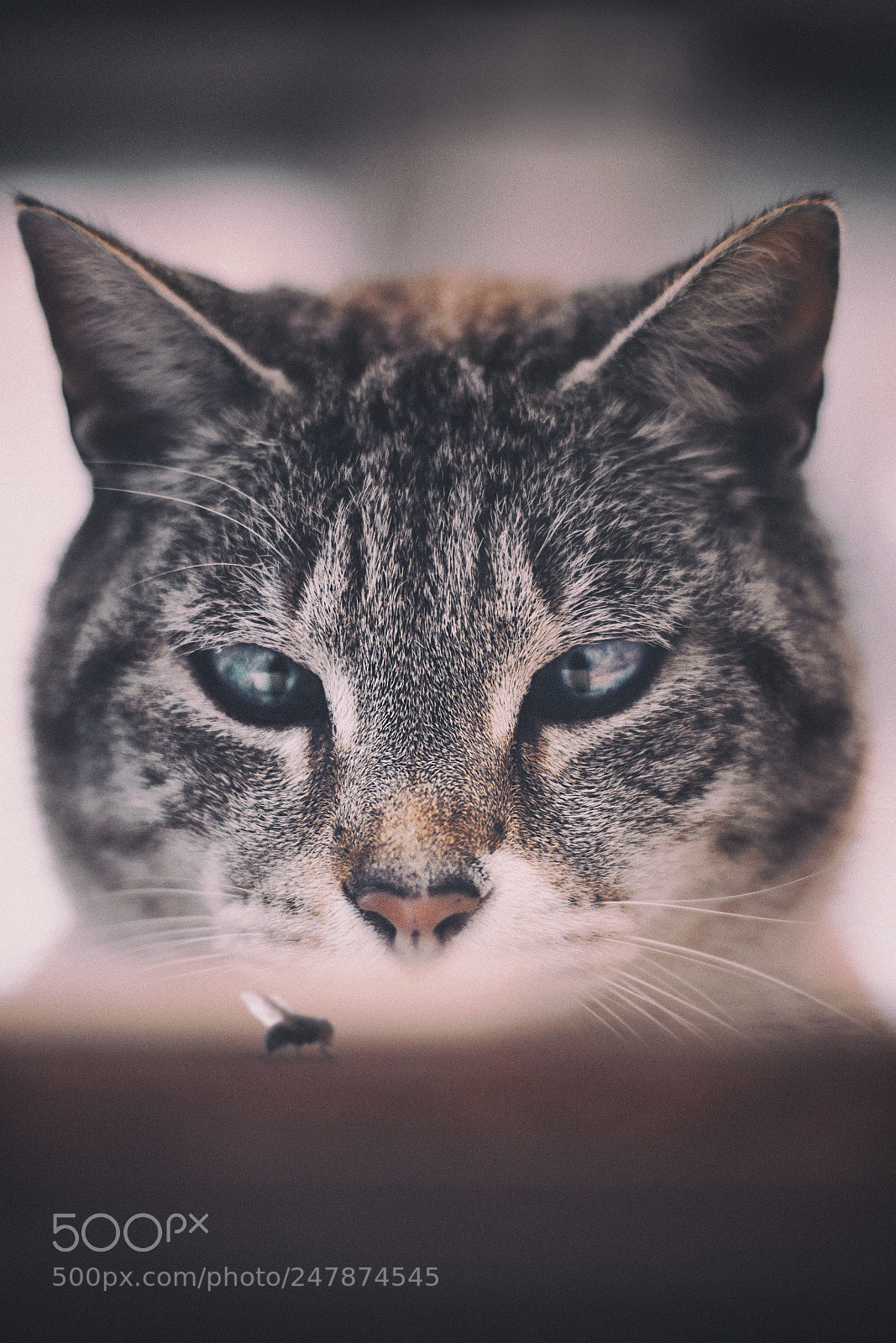 Canon EOS 500D (EOS Rebel T1i / EOS Kiss X3) sample photo. The fly and the photography