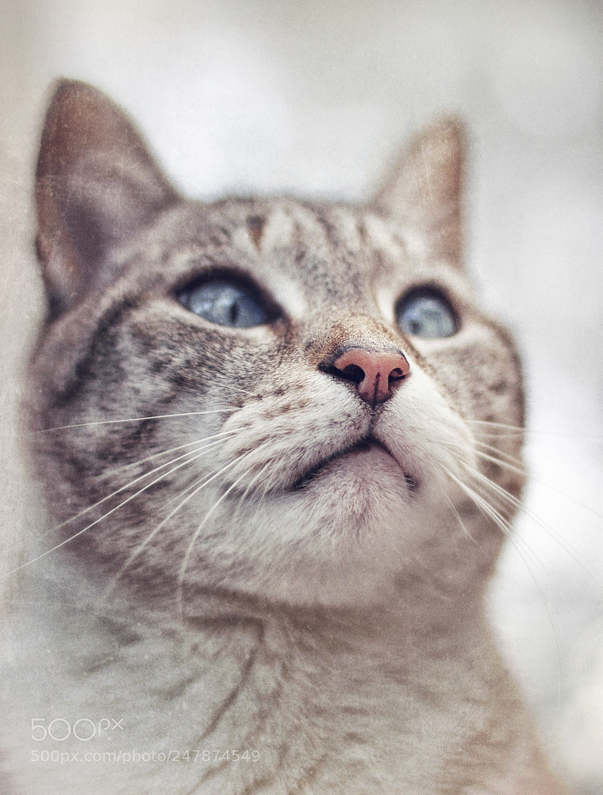 Canon EOS 500D (EOS Rebel T1i / EOS Kiss X3) sample photo. Looking to infinity photography