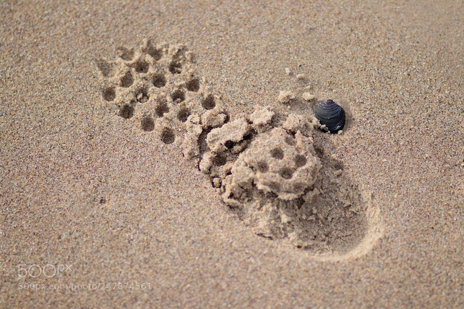 Canon EOS 80D sample photo. Img photography