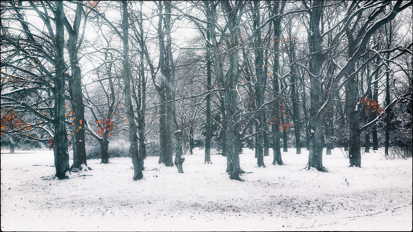 Fujifilm FinePix X100 sample photo. Winter beeches photography