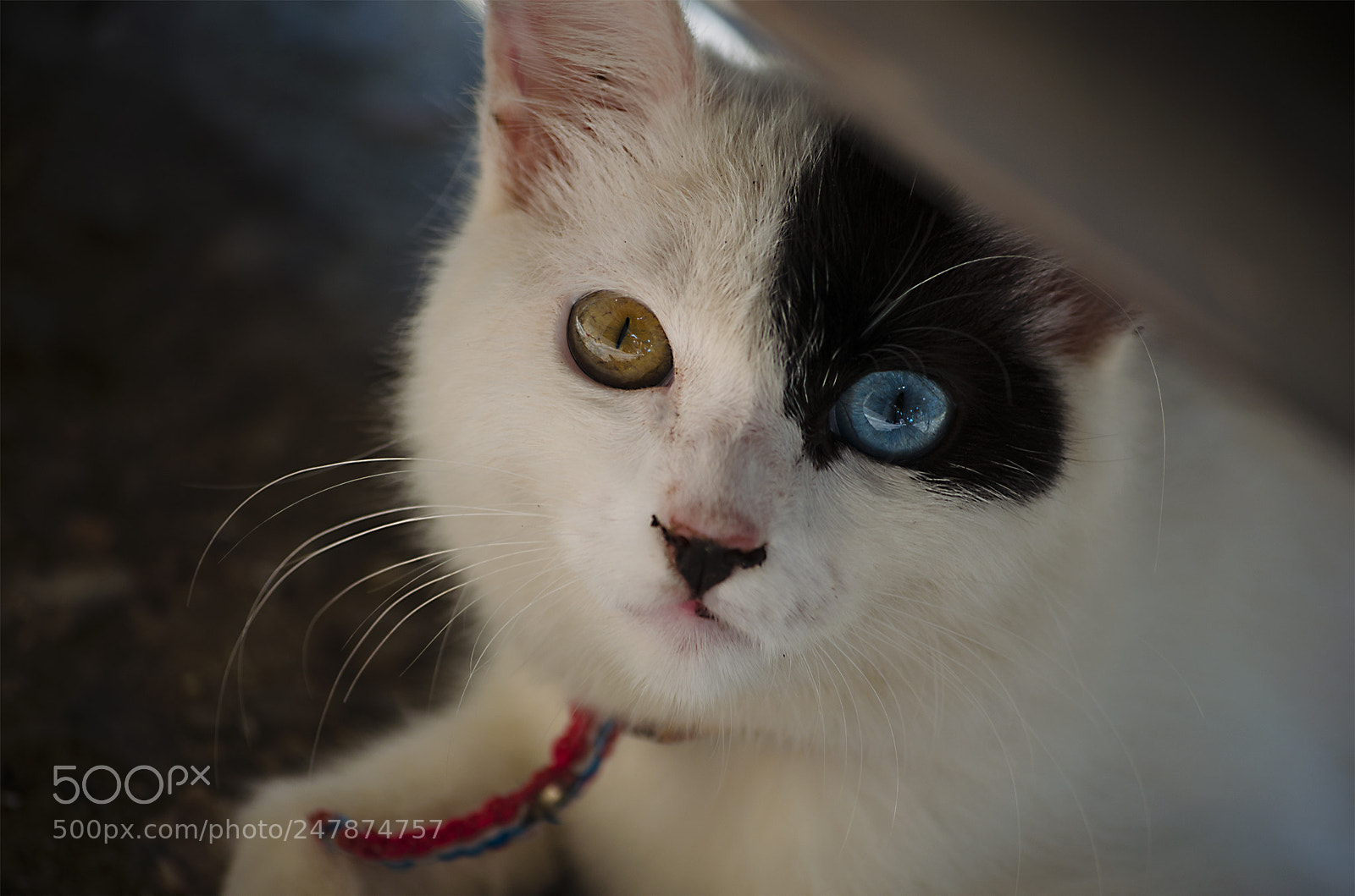 Nikon D5100 sample photo. Cat photography