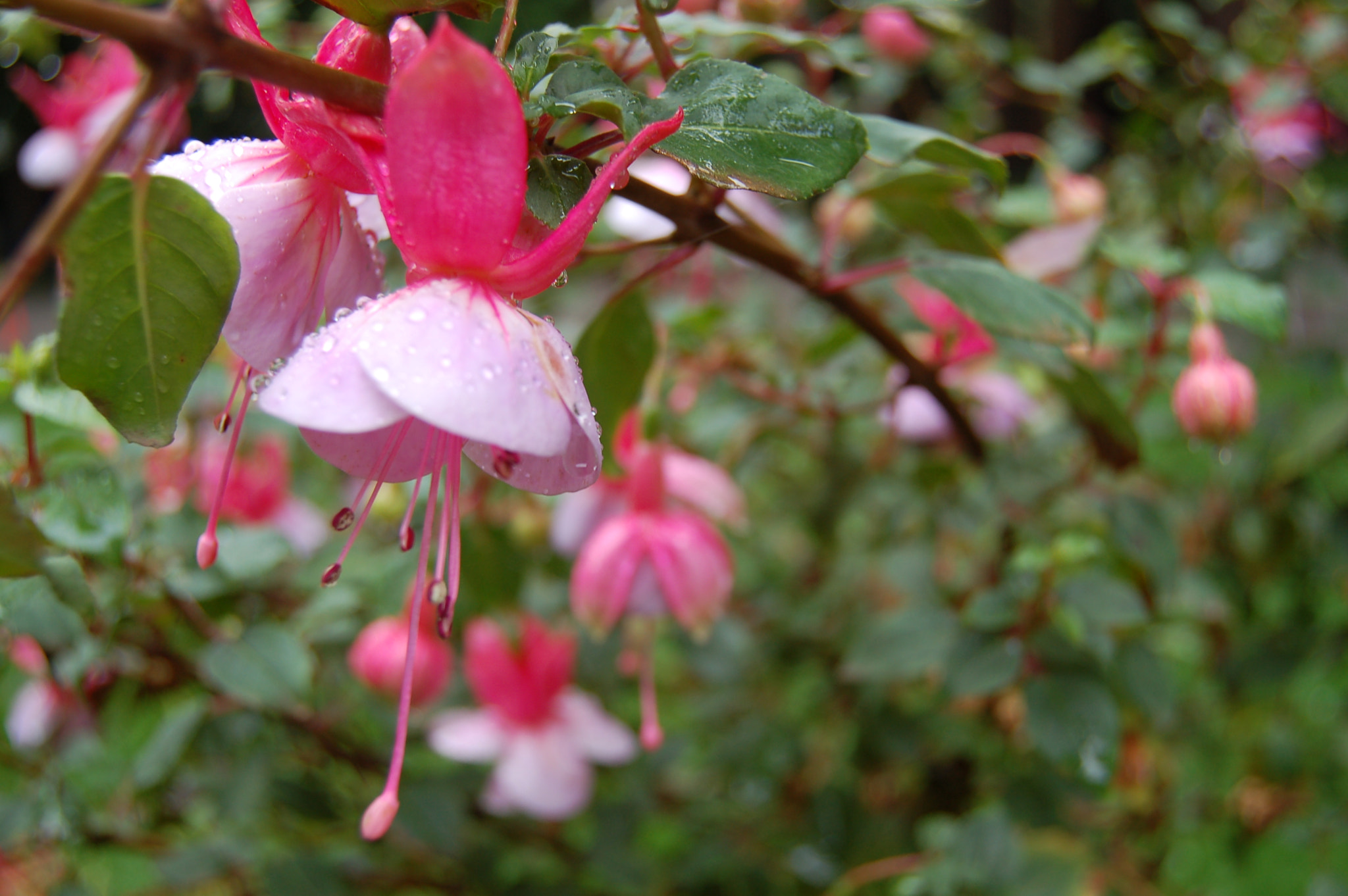 Nikon D50 sample photo. Fuchsia quite wet. (2) photography