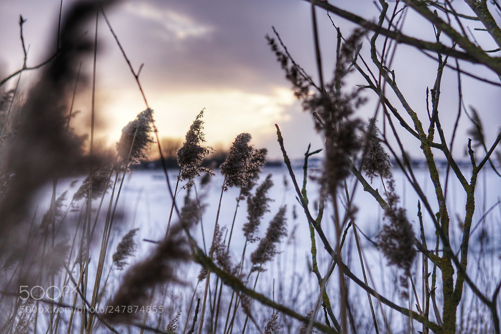 Sony a6300 sample photo. Reeds in the snow photography