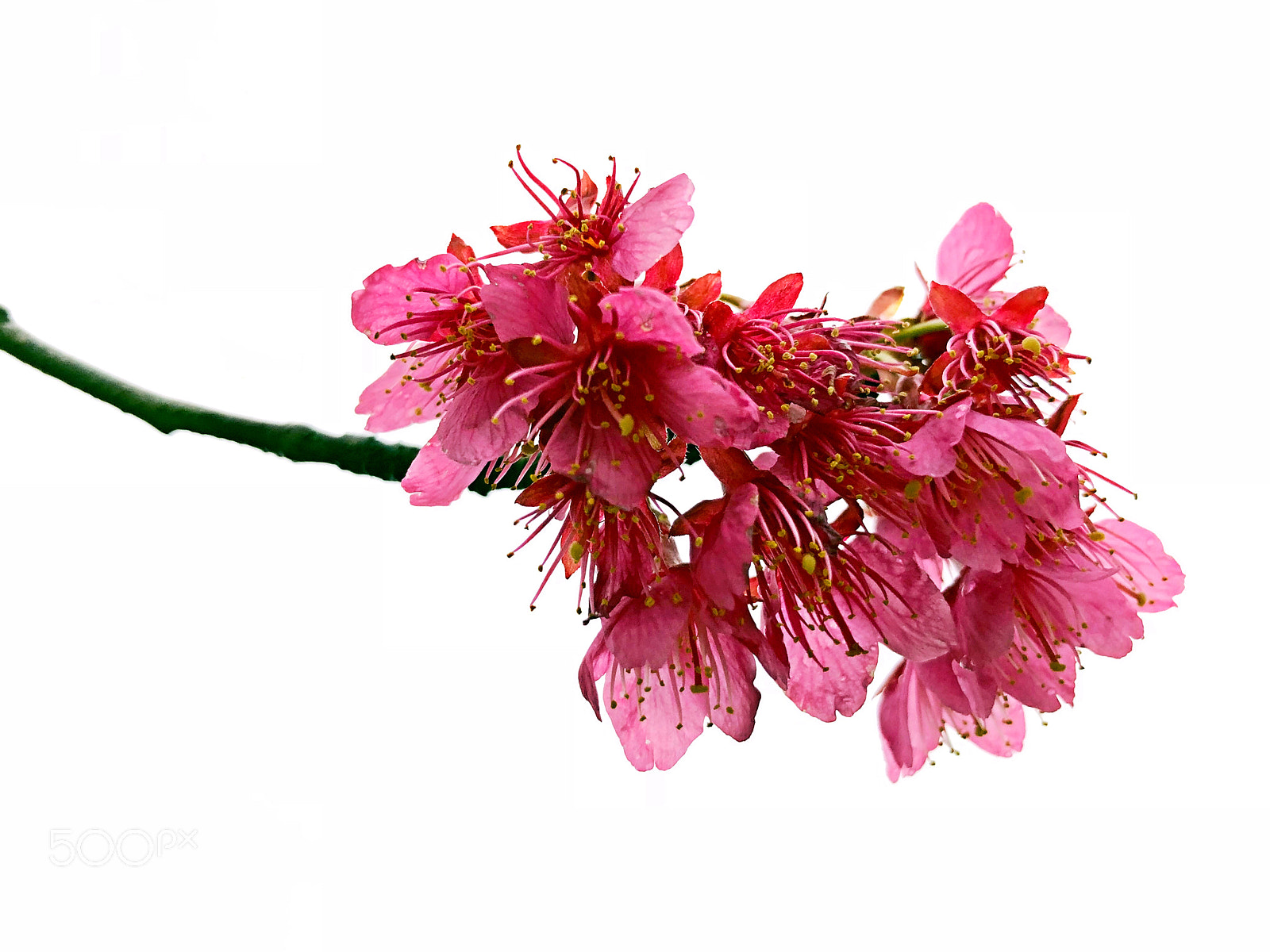 Apple iPhone X sample photo. 钟花樱：喜庆“元霄节” photography