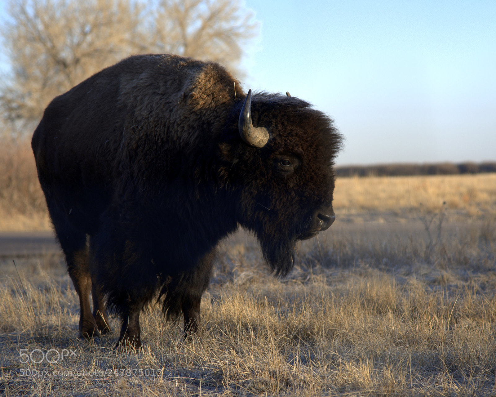 Nikon D610 sample photo. Buffalo photography