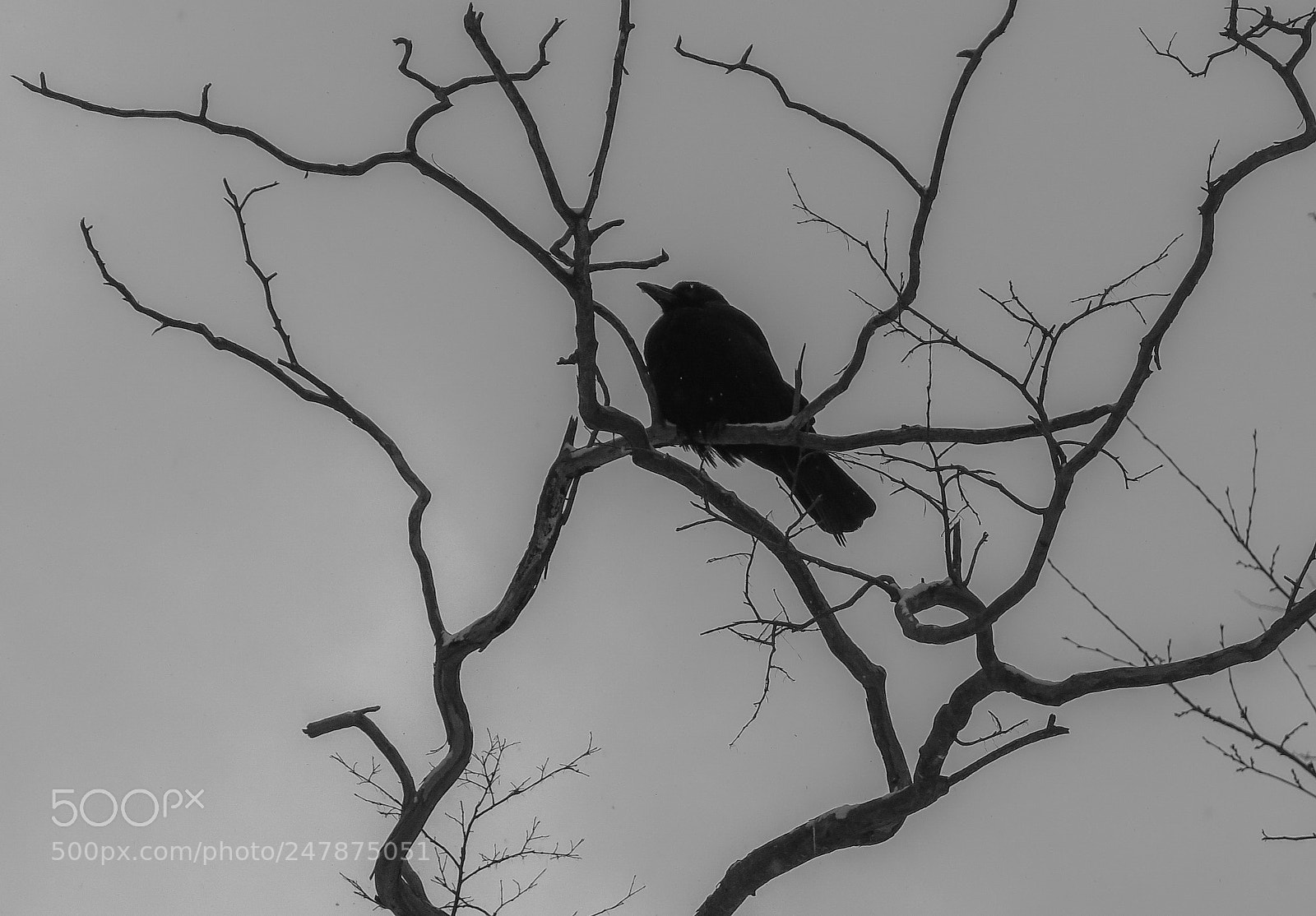 Canon PowerShot G16 sample photo. Resting raven photography