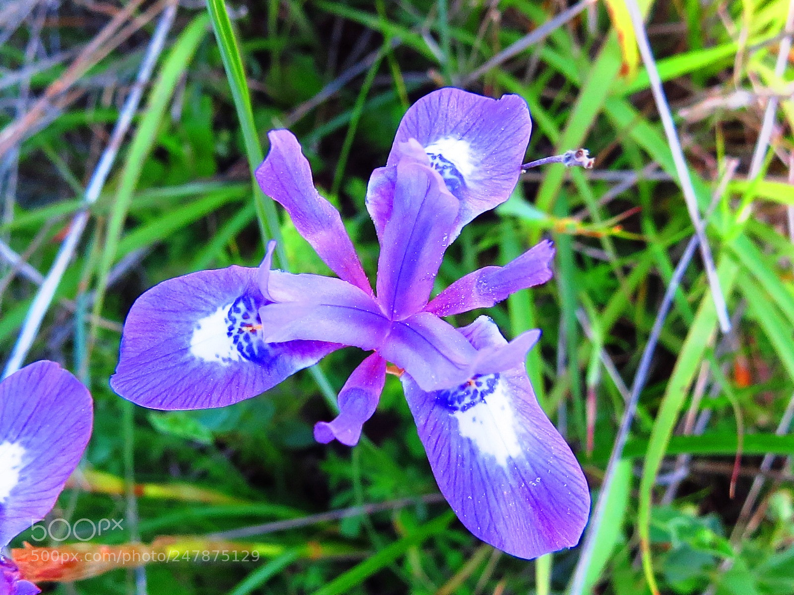 Canon PowerShot SX50 HS sample photo. Img photography