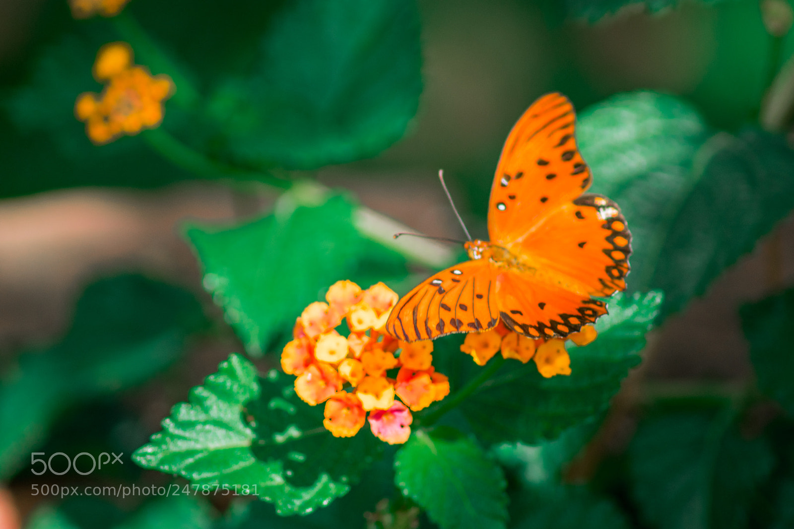 Nikon D3400 sample photo. Jachal merlonef () photography
