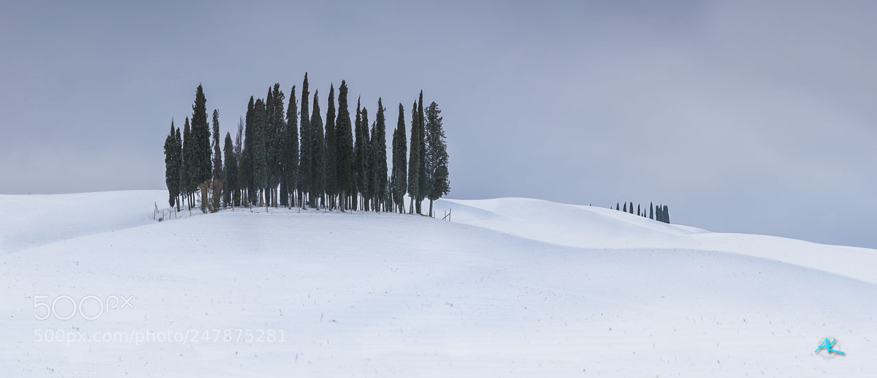 Nikon D700 sample photo. Tuscany cypress in white photography