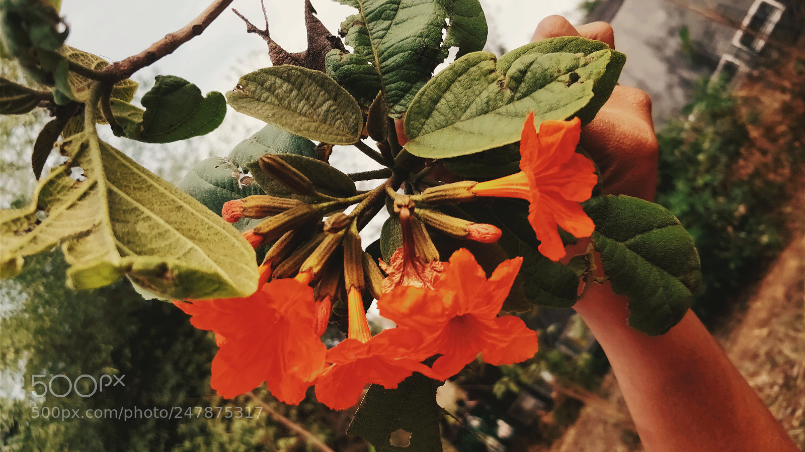 OnePlus 5 sample photo. Orange gloom photography