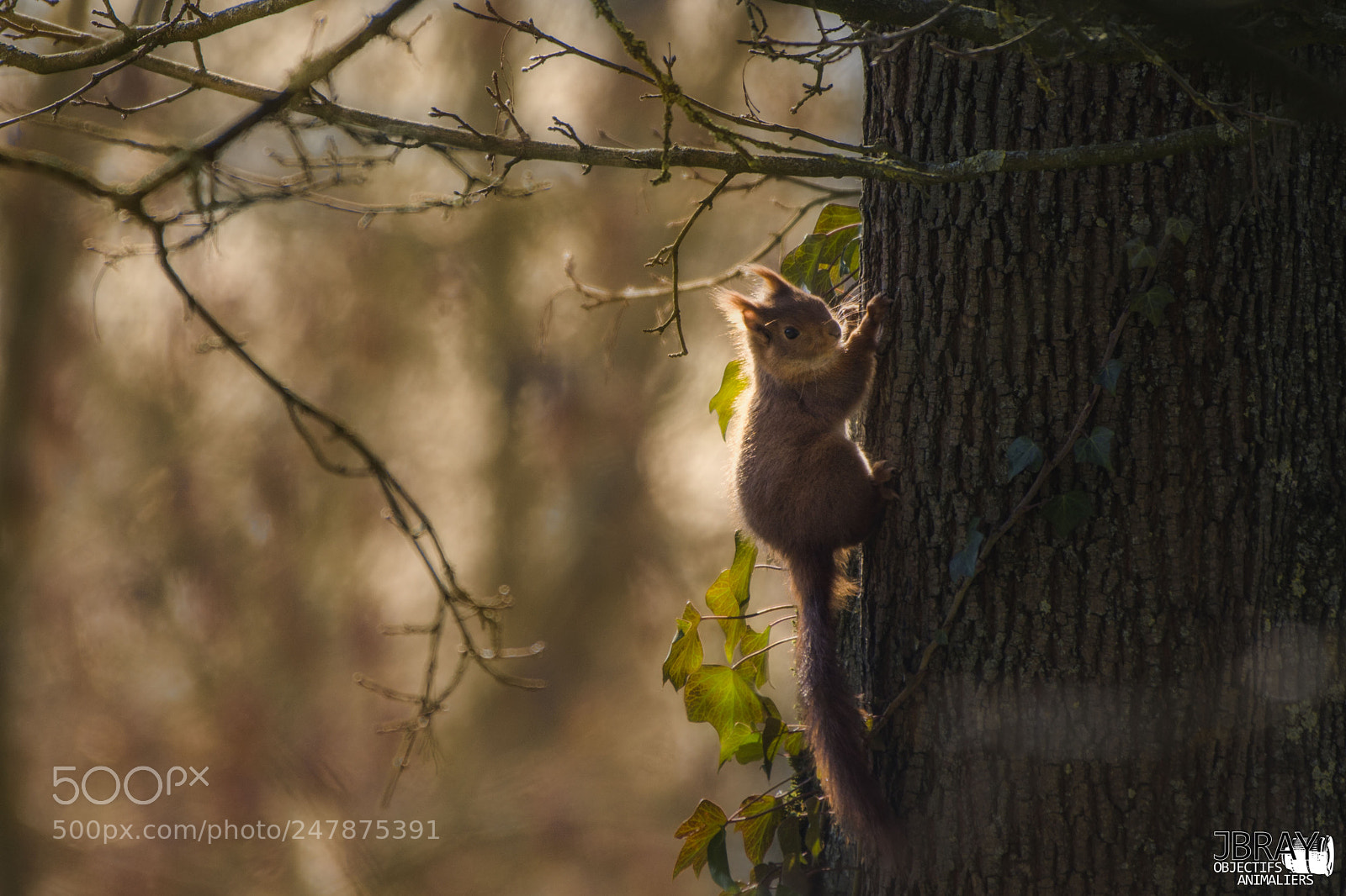 Nikon D7200 sample photo. Squirrel photography