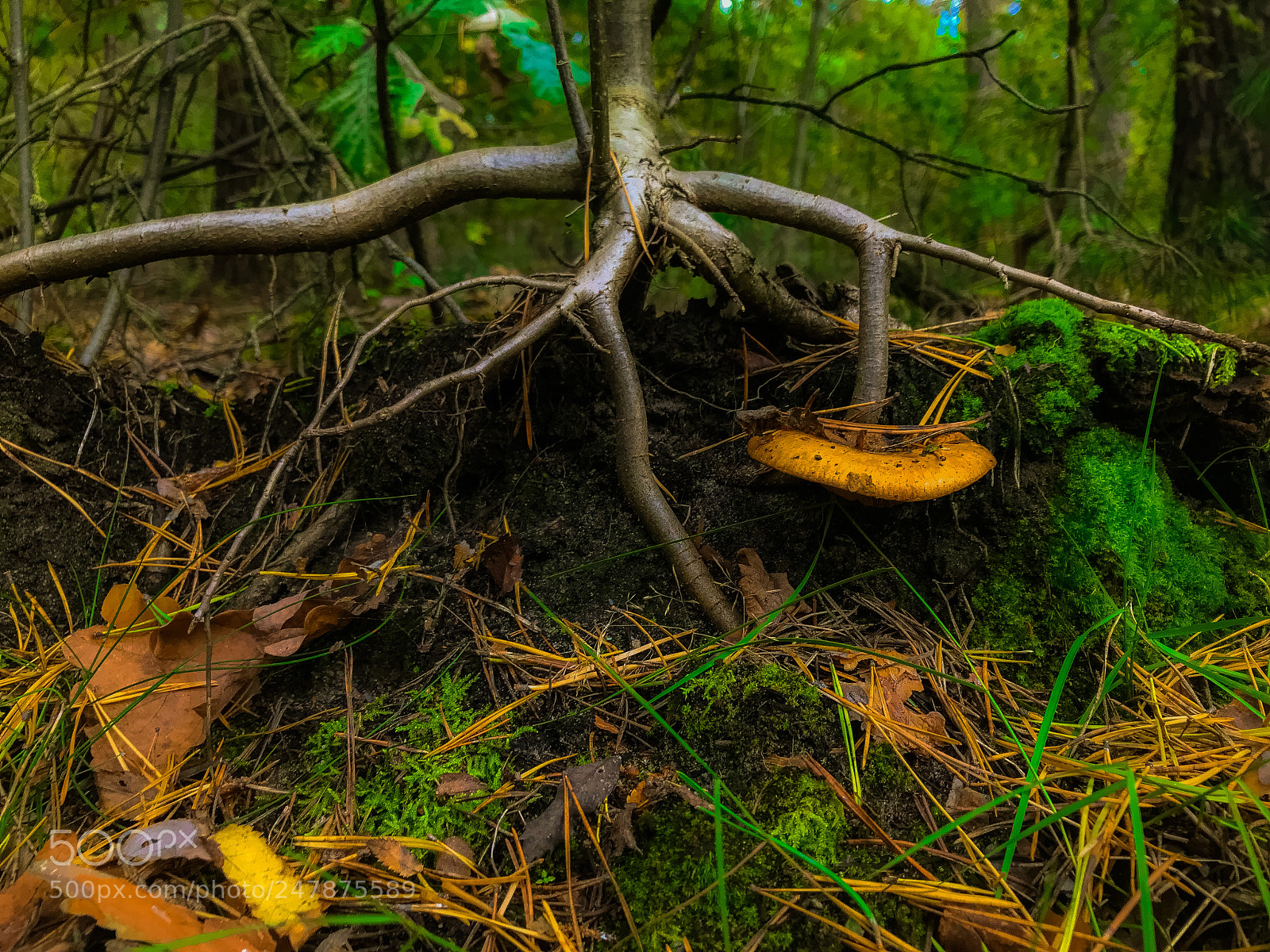 Apple iPhone 7 sample photo. Forest underground photography
