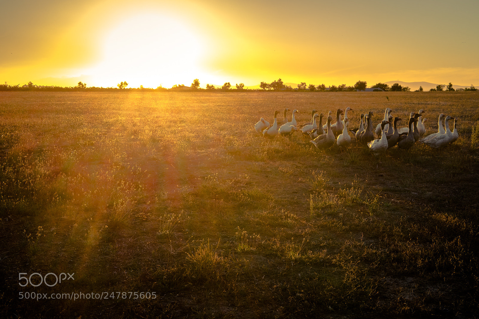 Fujifilm X-T1 sample photo. Geese at sunset photography