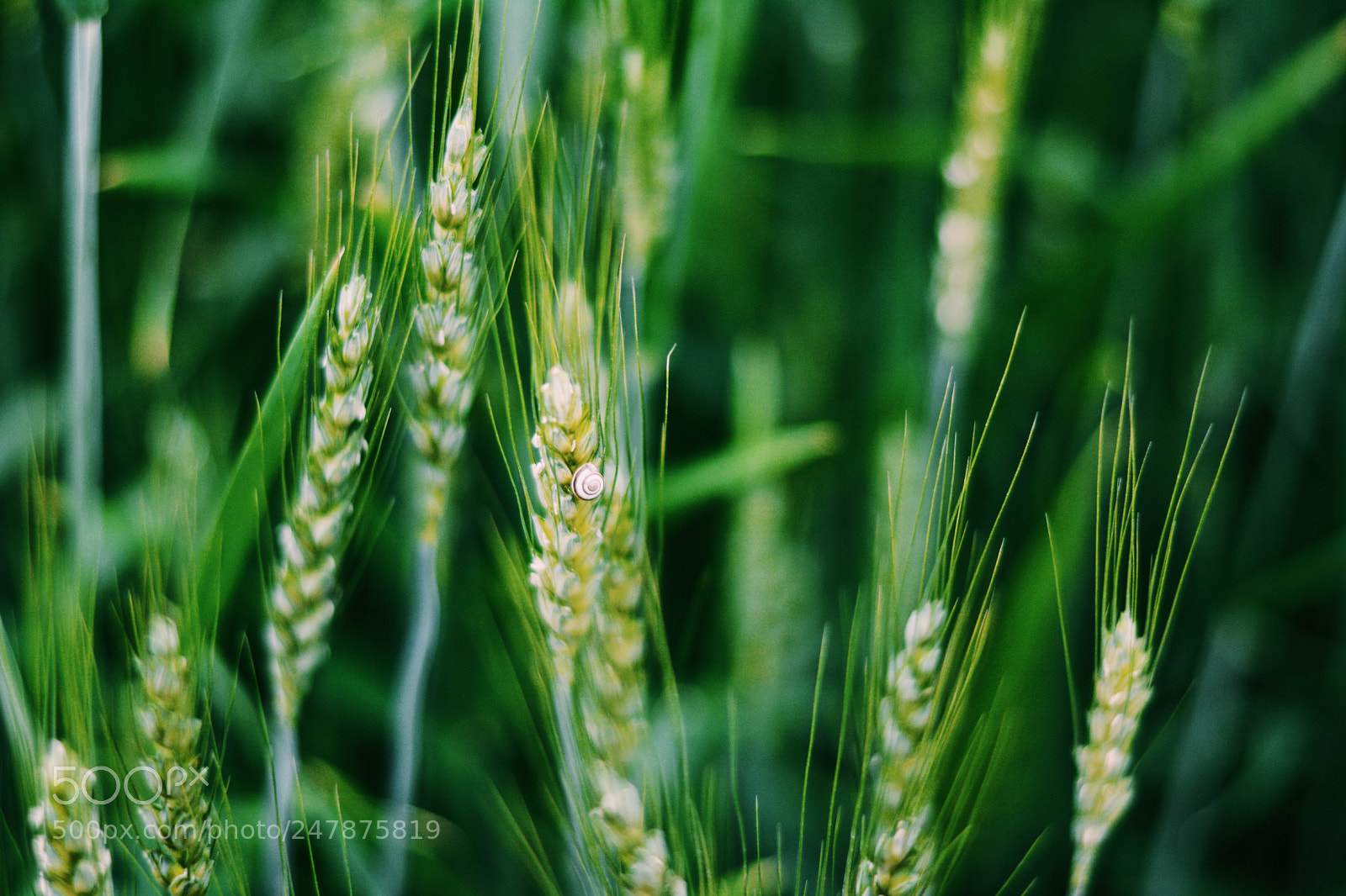 Nikon D7100 sample photo. Green deep photography