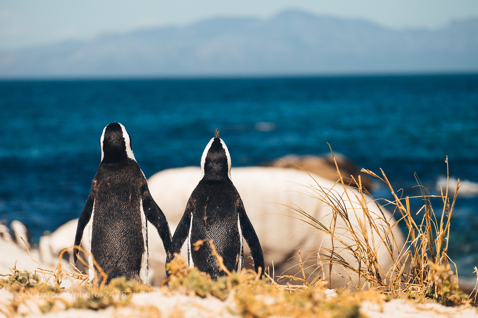 Fujifilm X-T1 sample photo. Penguins don't divorce photography