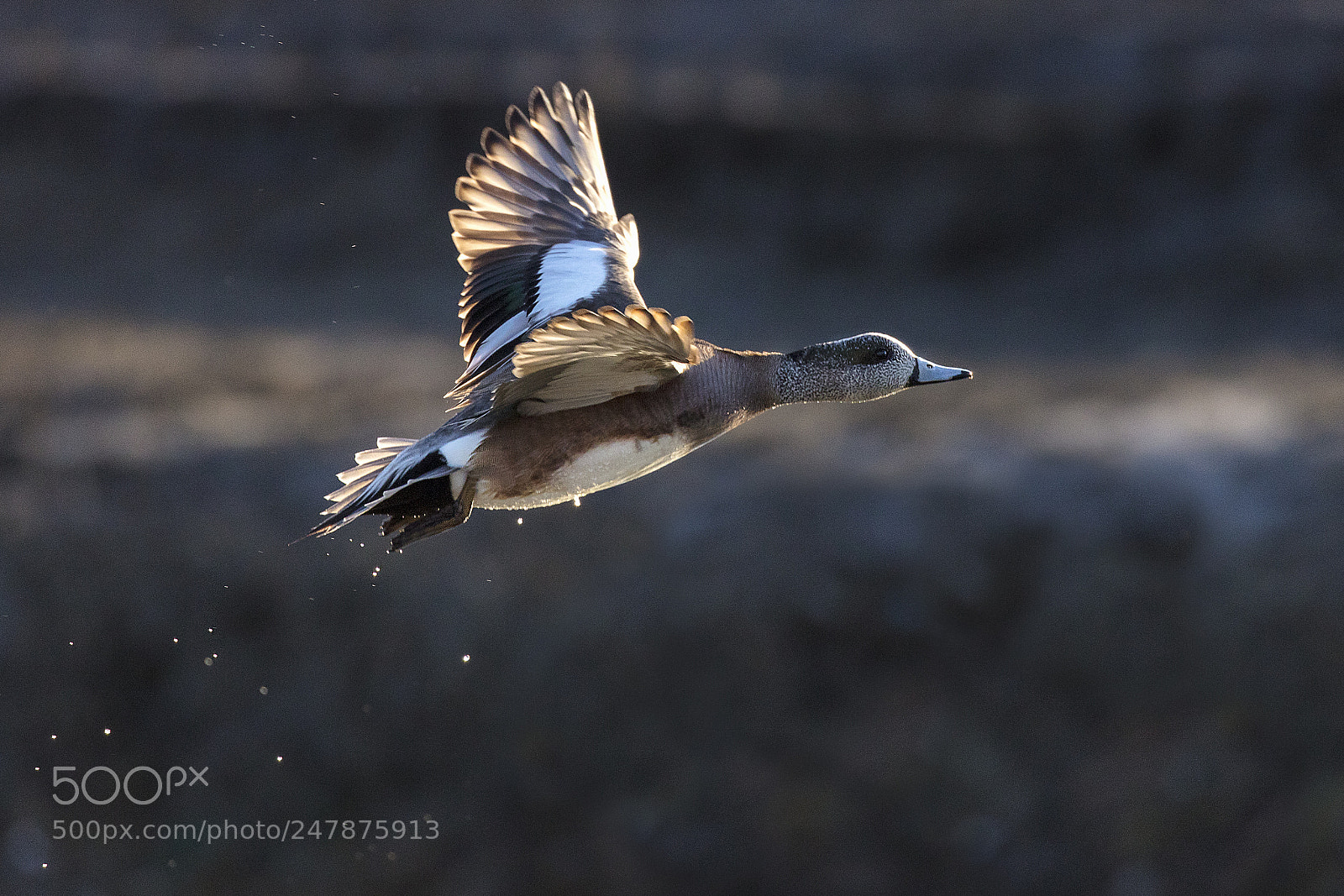 Canon EOS 5DS sample photo. American wigeon taking flight photography