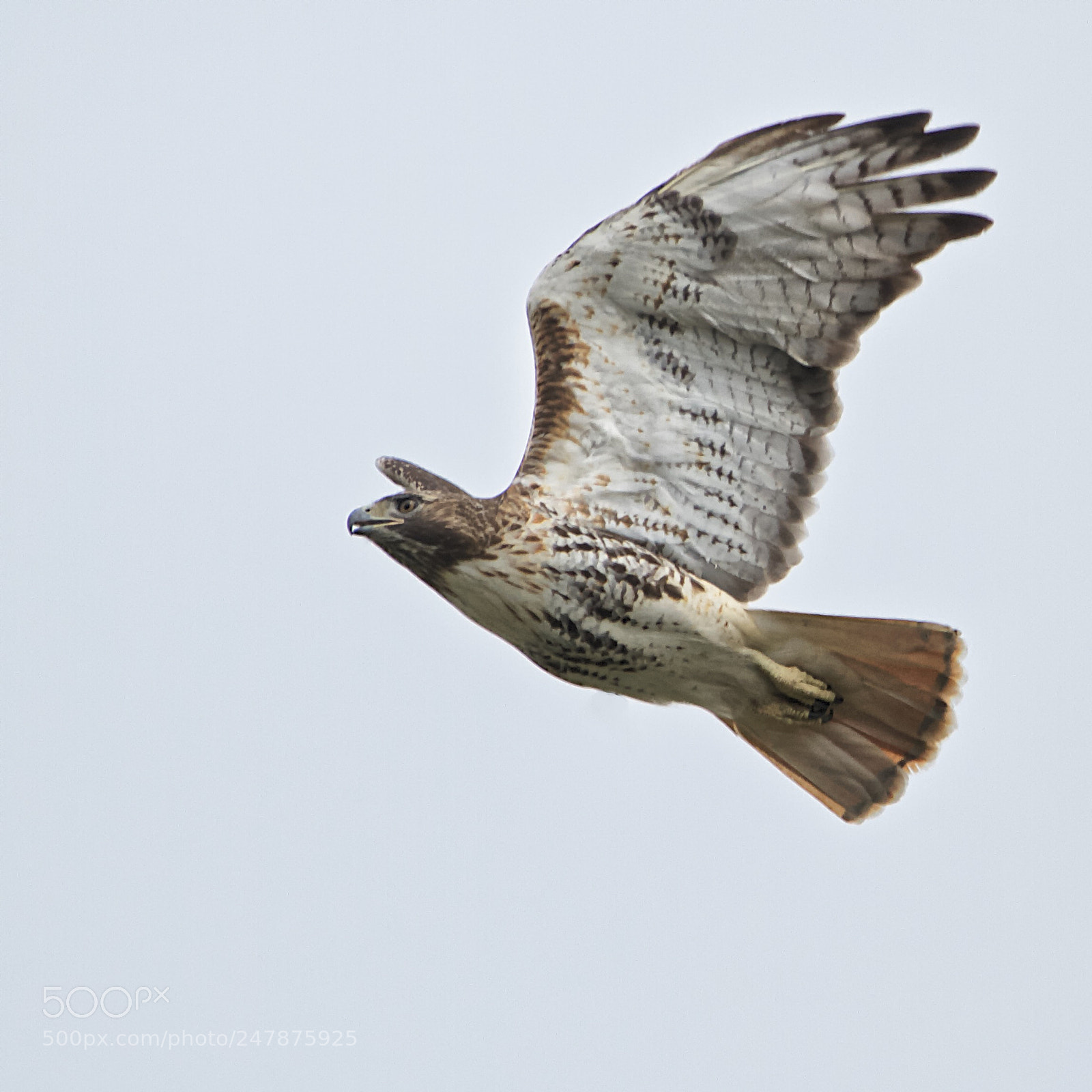 Canon EOS 7D sample photo. Red-tail hawk in flight photography