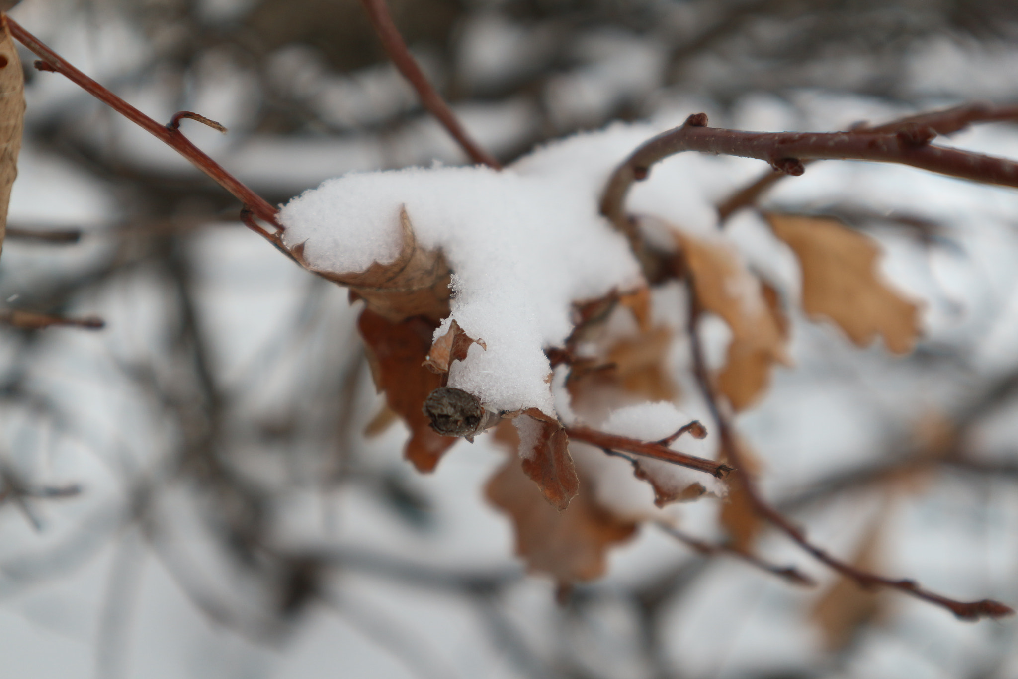 Canon EOS M10 sample photo