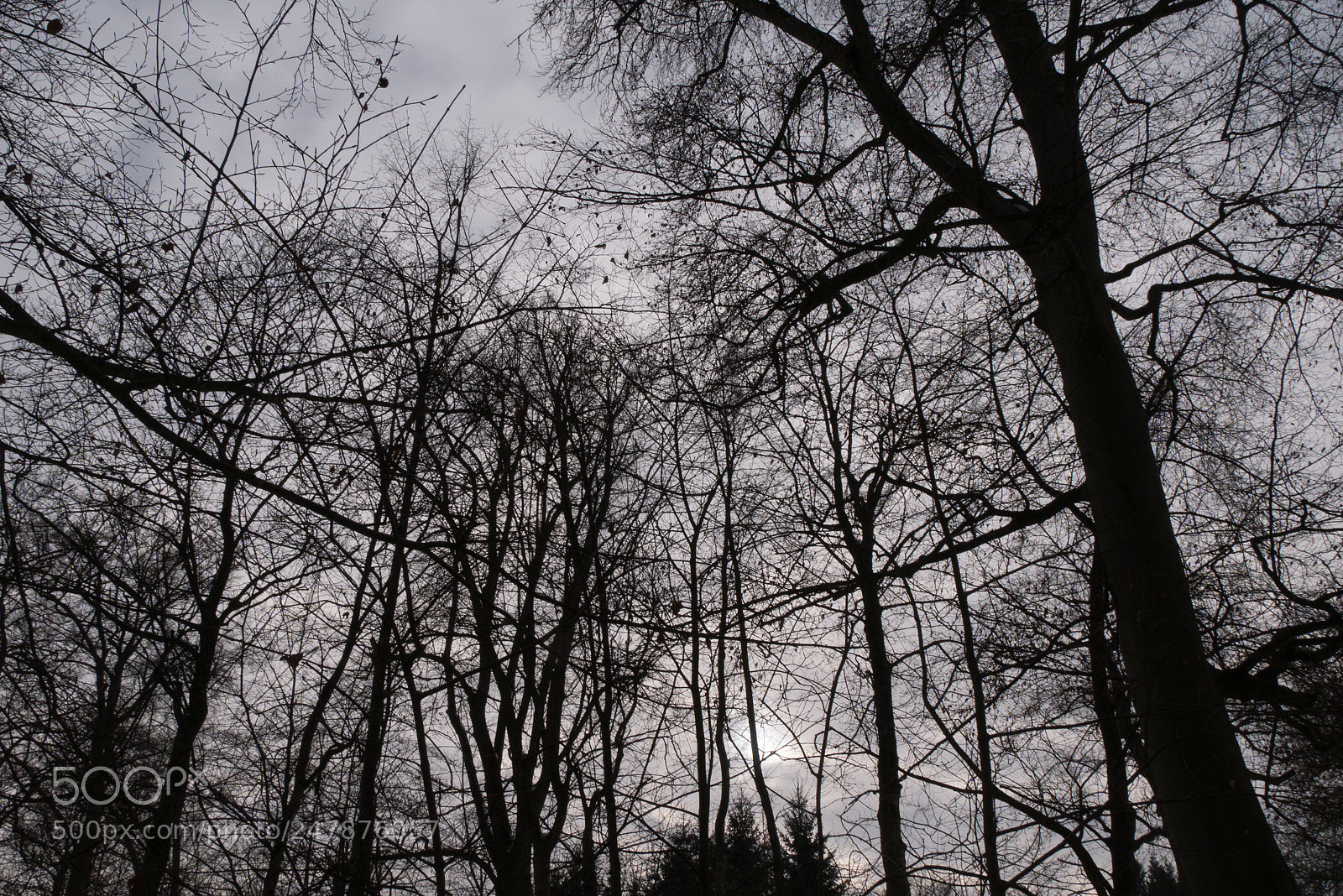 Panasonic DMC-G70 sample photo. Branches photography