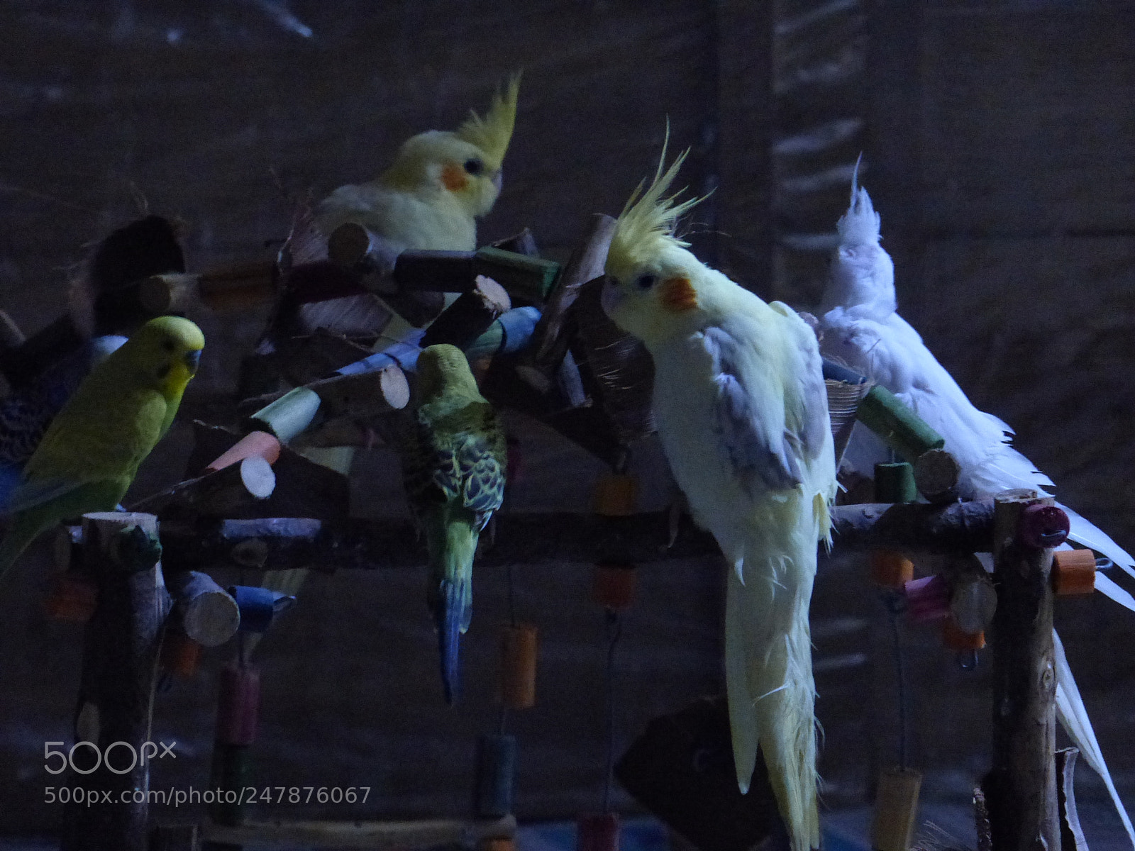 Panasonic Lumix DMC-FZ200 sample photo. Bird bird bird bird photography