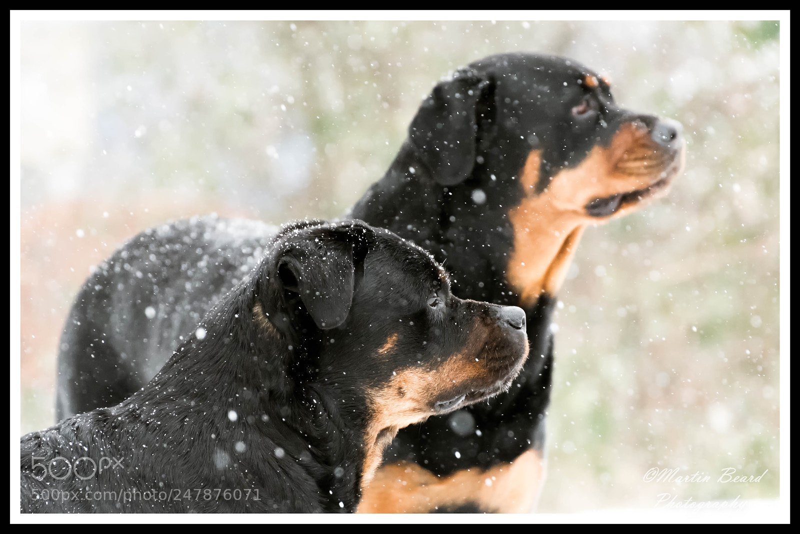 Nikon D500 sample photo. My rotties in the photography