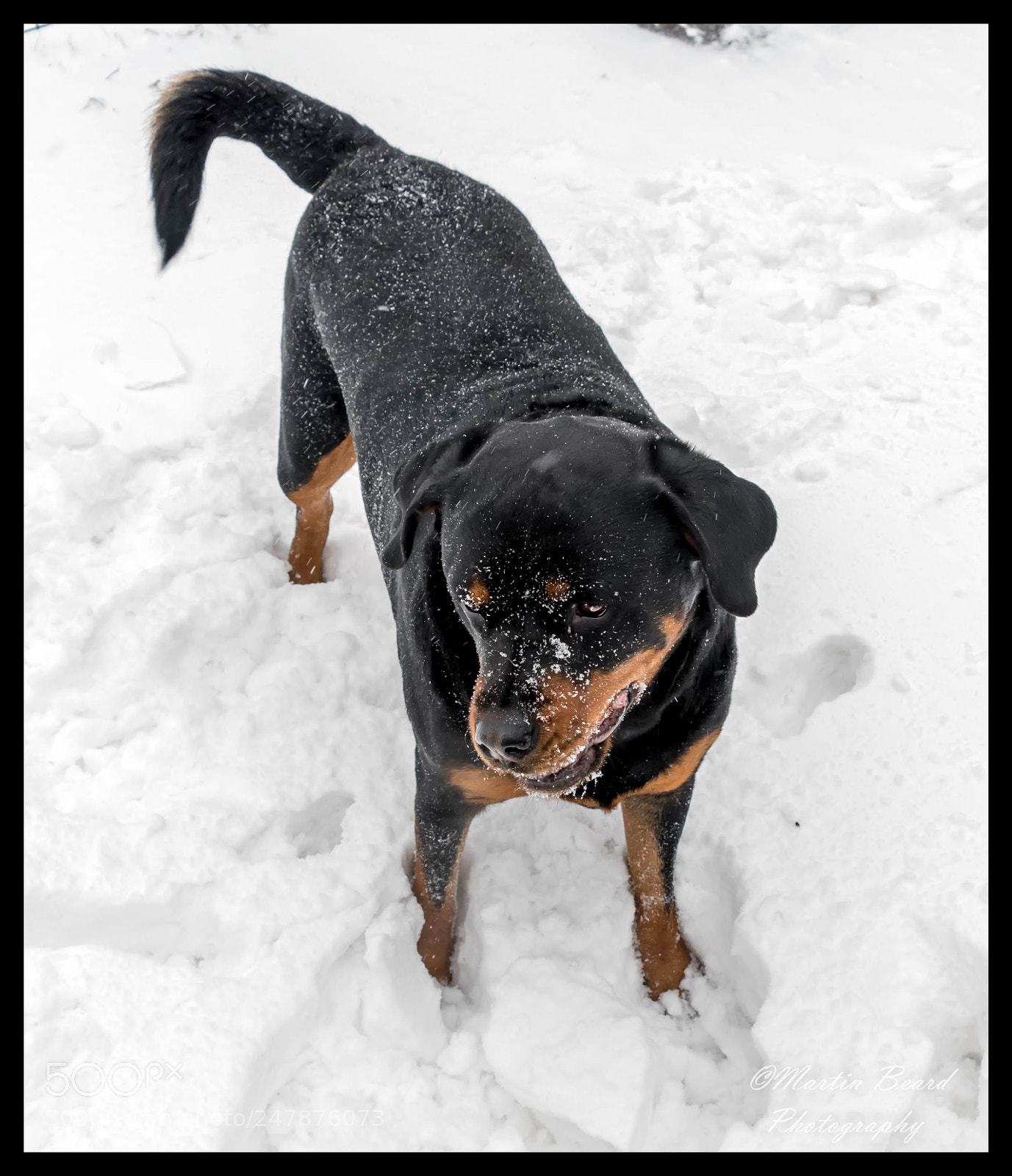 Nikon D500 sample photo. My rotties in the photography