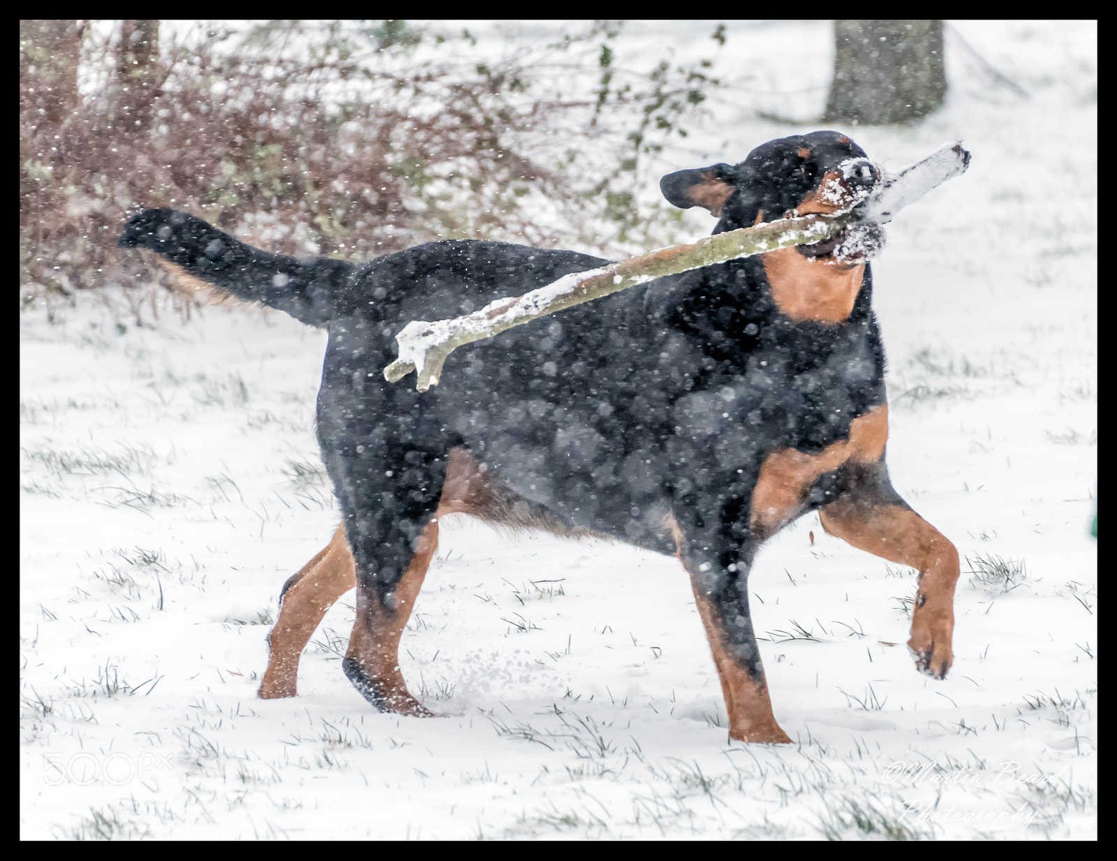 Nikon D500 sample photo. My rotties in the photography