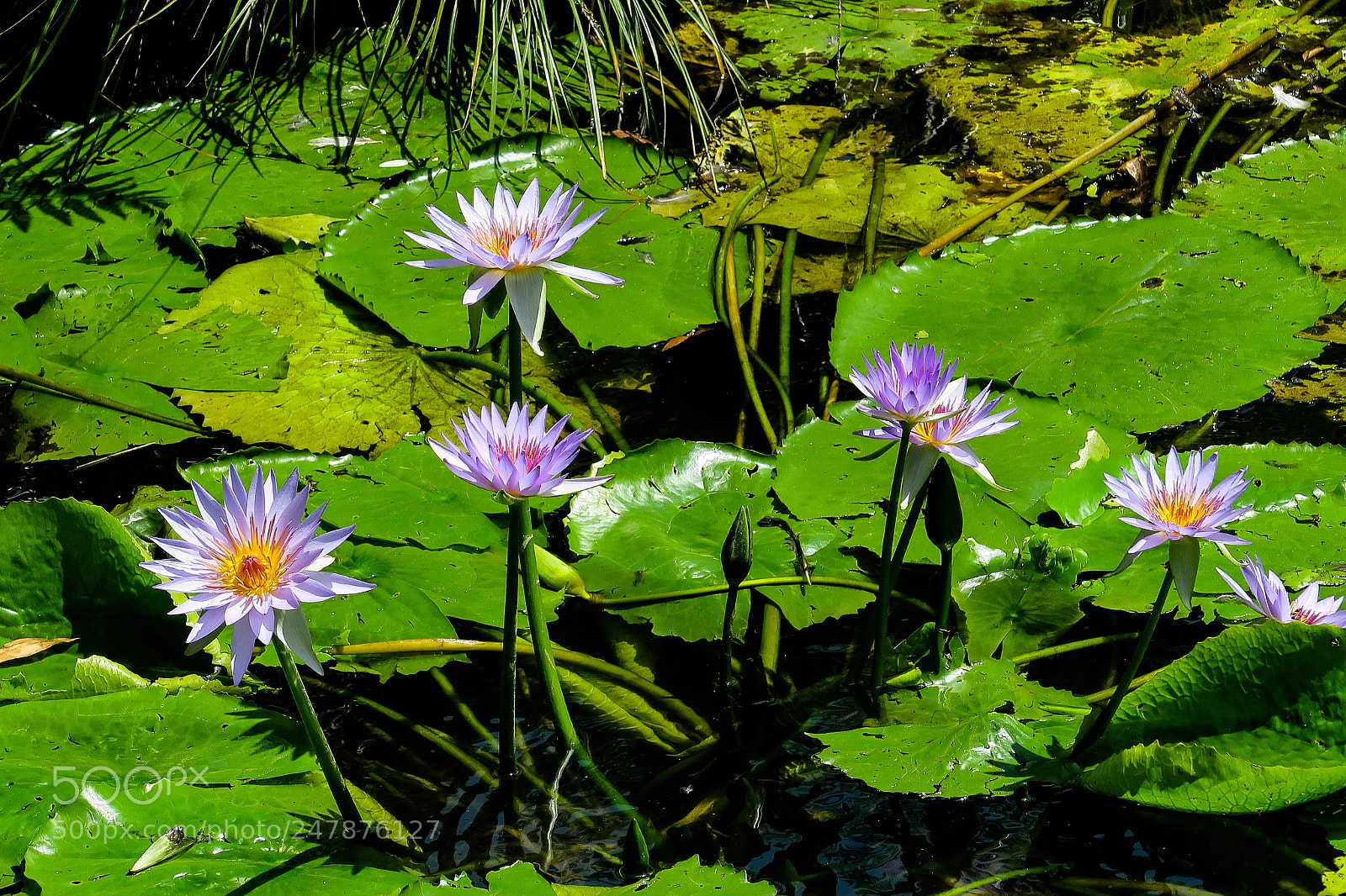 Canon PowerShot G5 X sample photo. Lily pond - testing photography