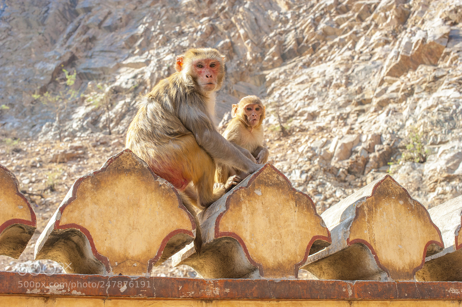 Nikon D700 sample photo. Monkey family photography