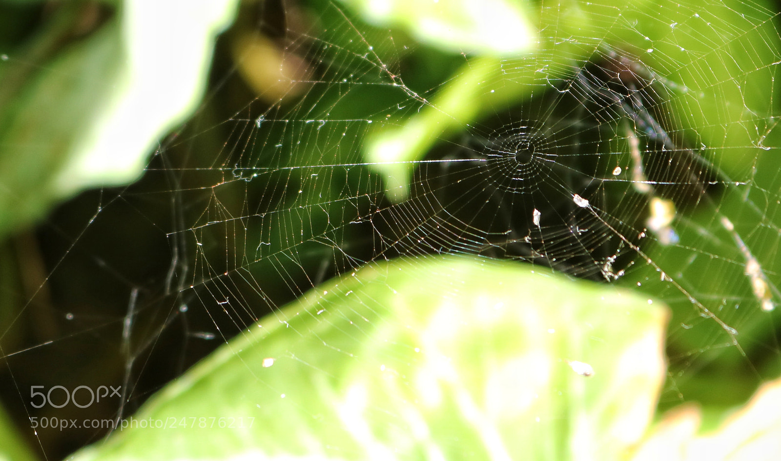 Canon EOS 750D (EOS Rebel T6i / EOS Kiss X8i) sample photo. Spider web photography