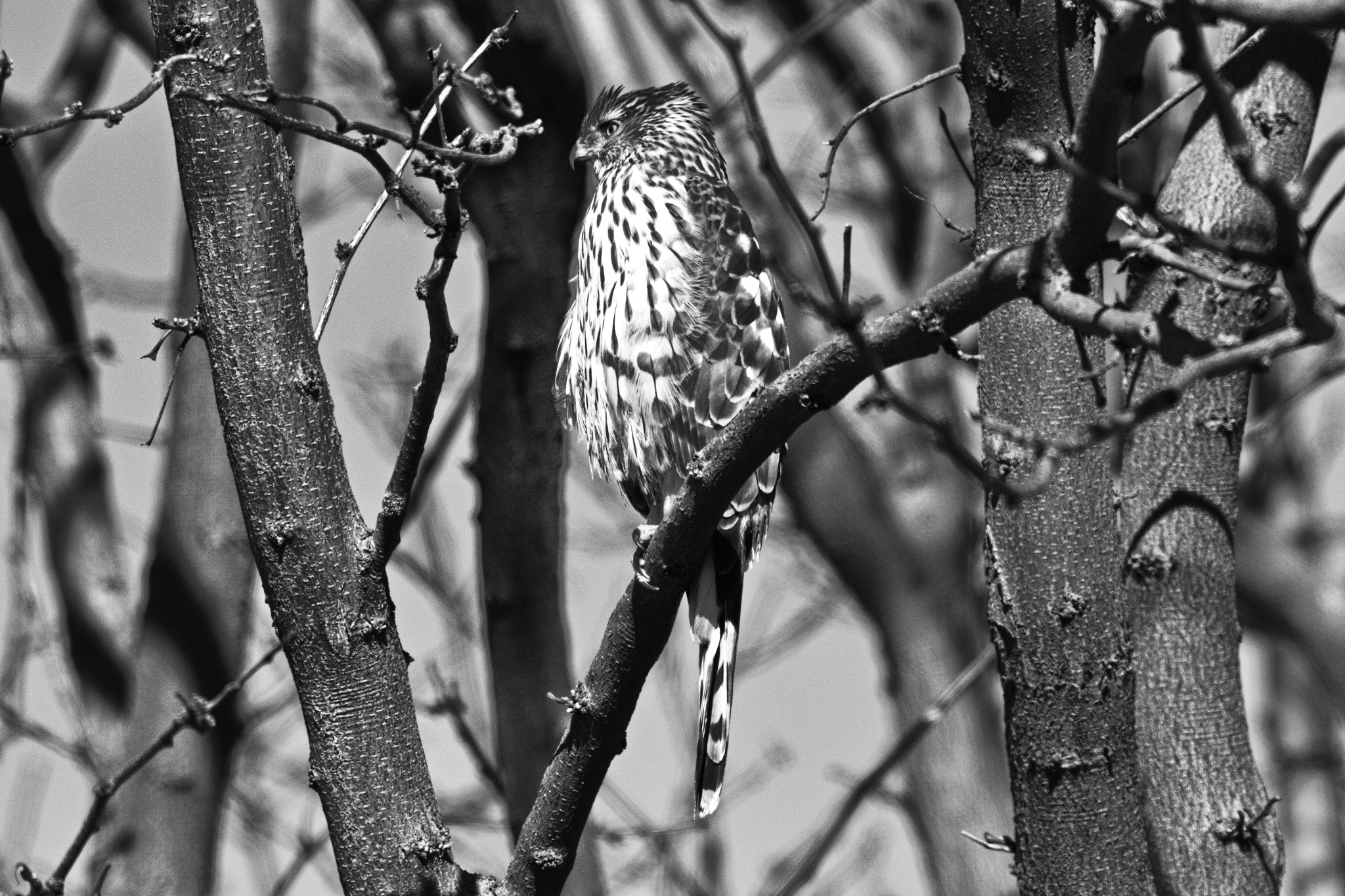 Canon EF 400mm F5.6L USM sample photo. Cooper's hawk photography