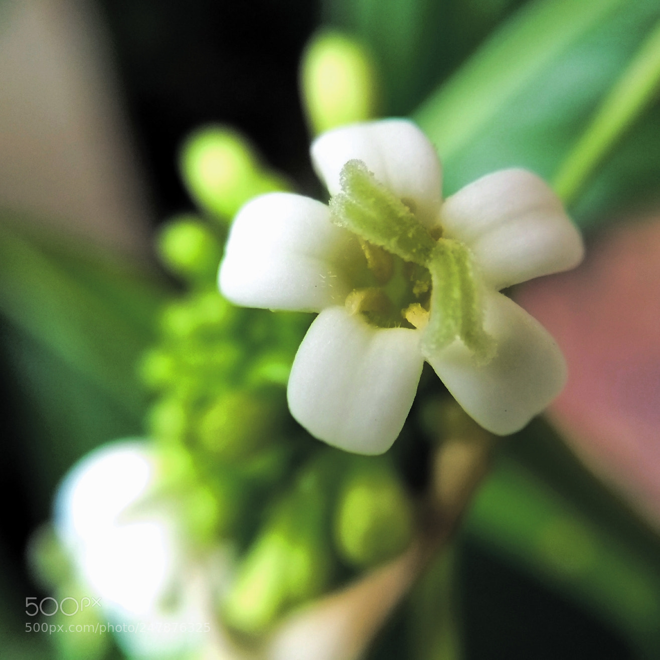 Motorola Moto G (5th Gen) sample photo. Untitled photography