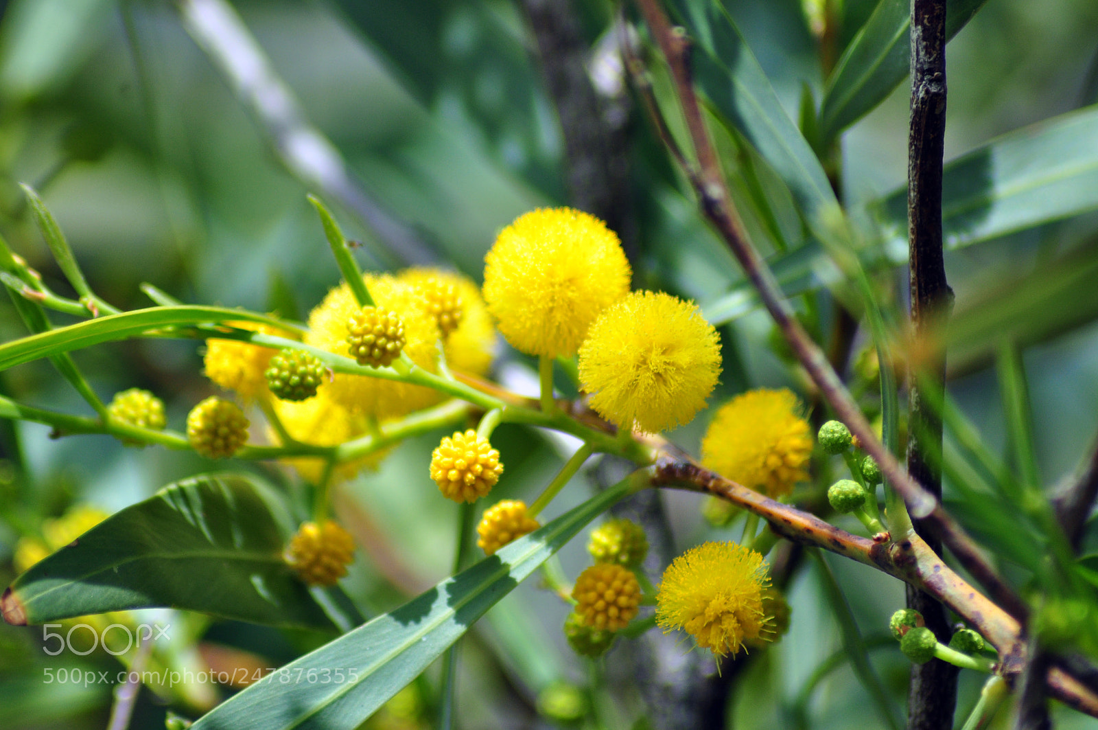 Nikon D90 sample photo. First day of spring photography
