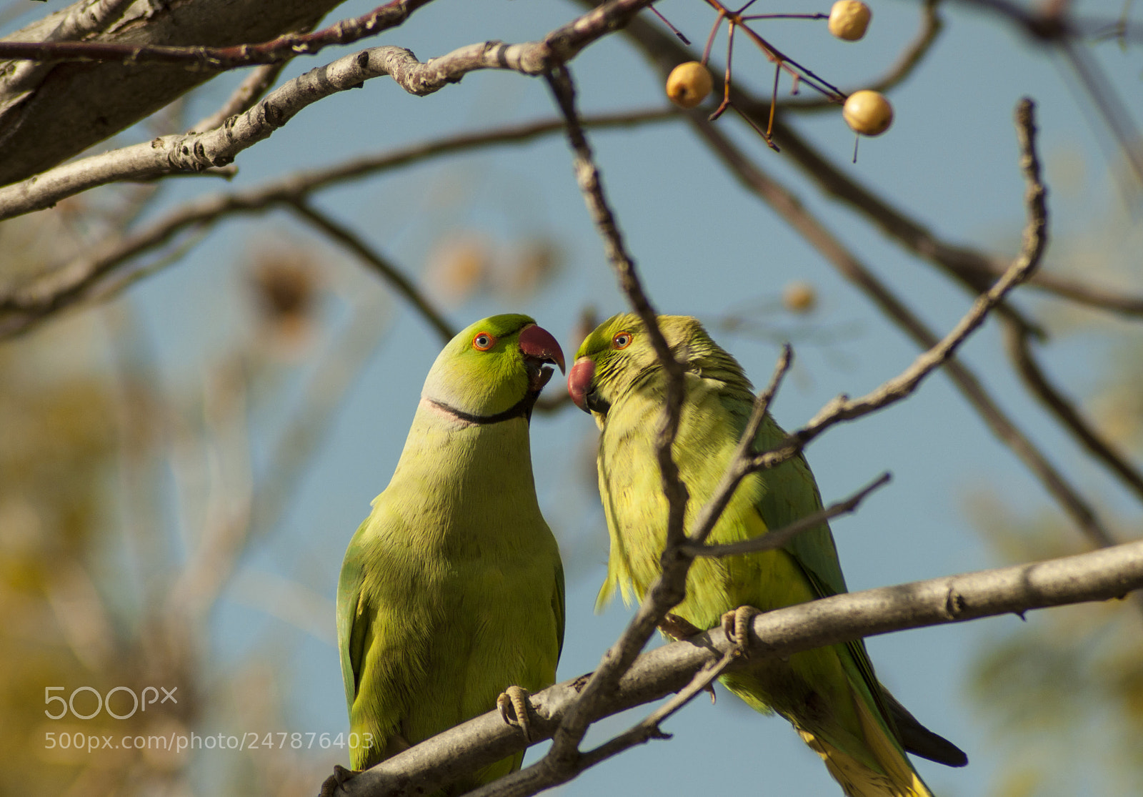 Nikon D90 sample photo. First day of spring photography