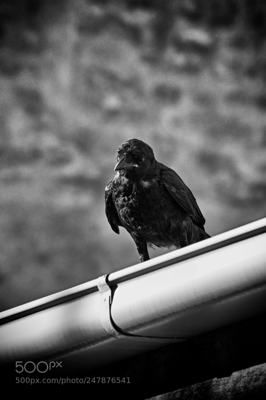 Canon EOS 600D (Rebel EOS T3i / EOS Kiss X5) sample photo. A moment's crow photography