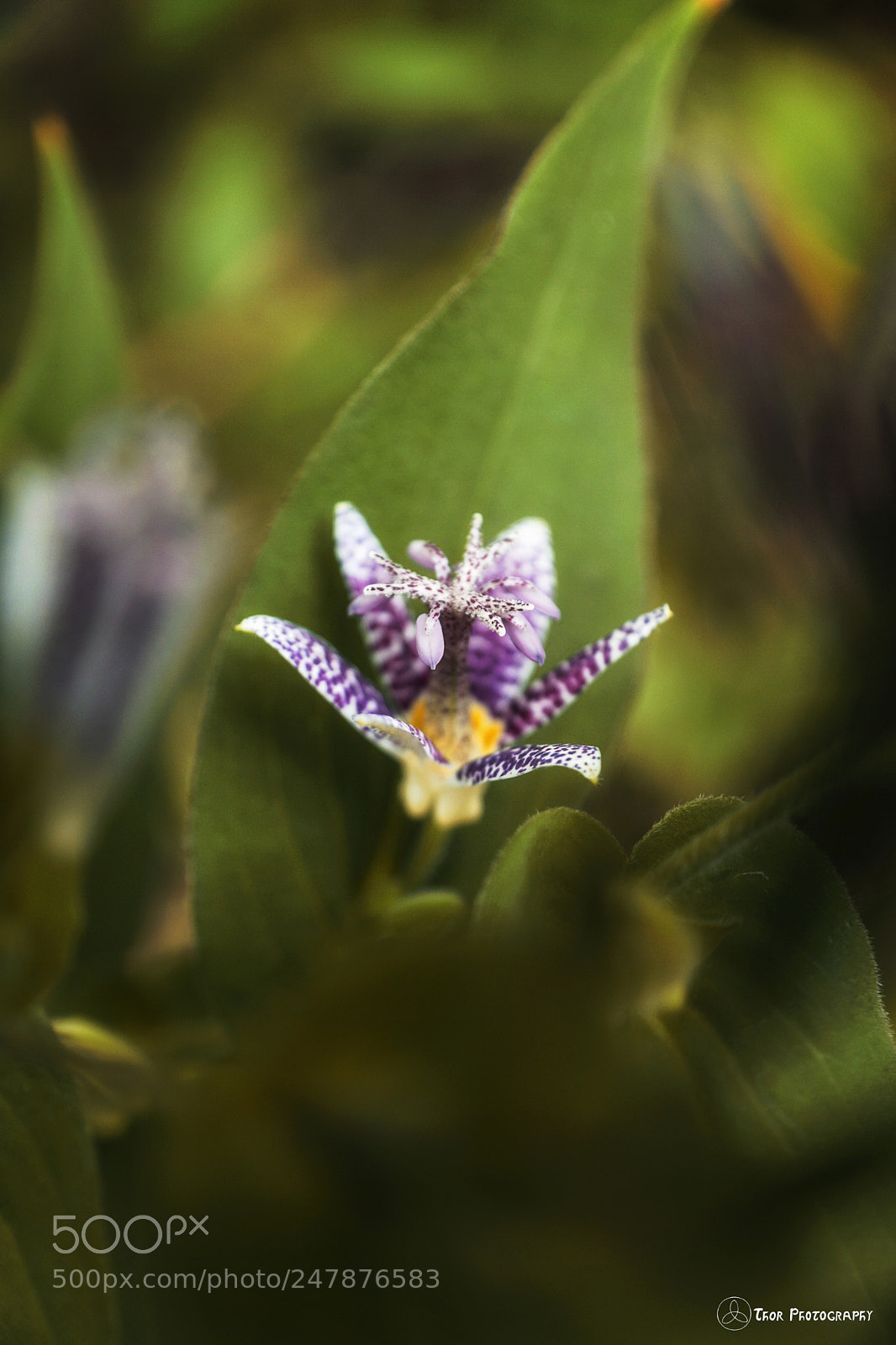 Sony ILCA-77M2 sample photo. Flower photography